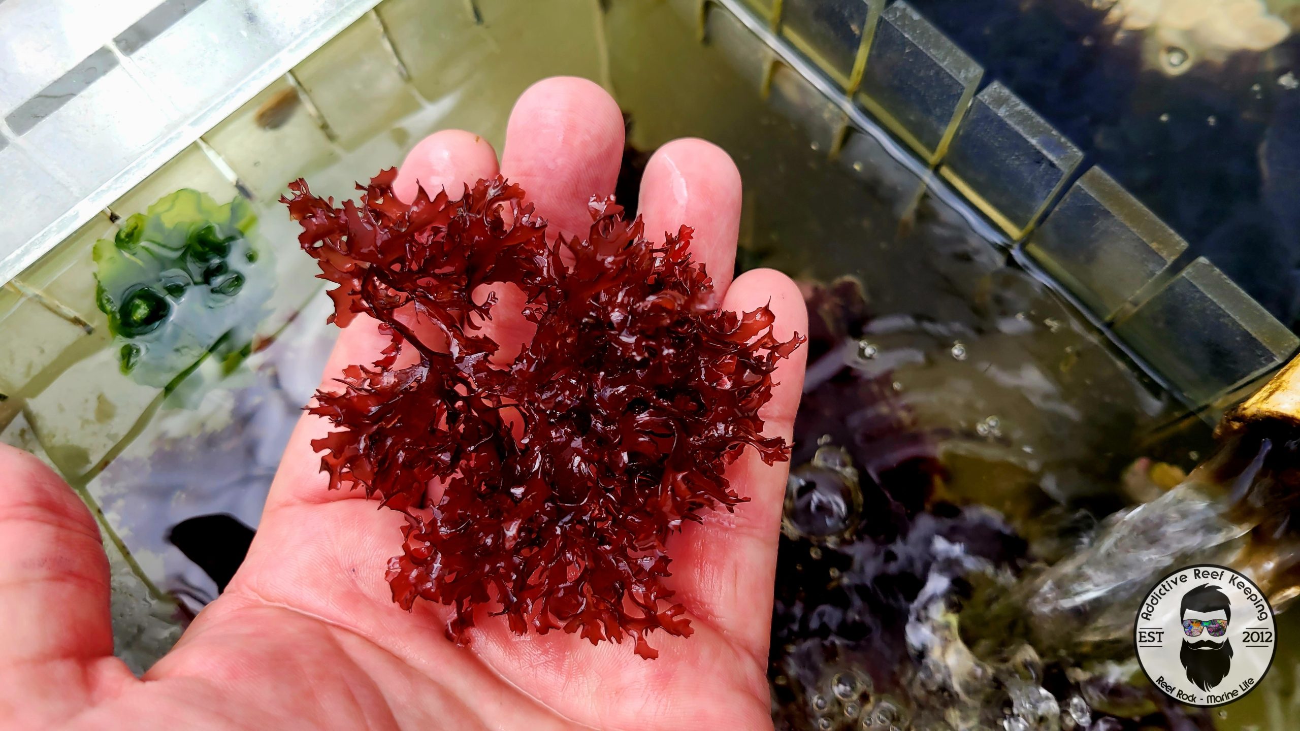 1/2 cup Red Gracilari Hayi Saltwater Refugium Marine Macro algae