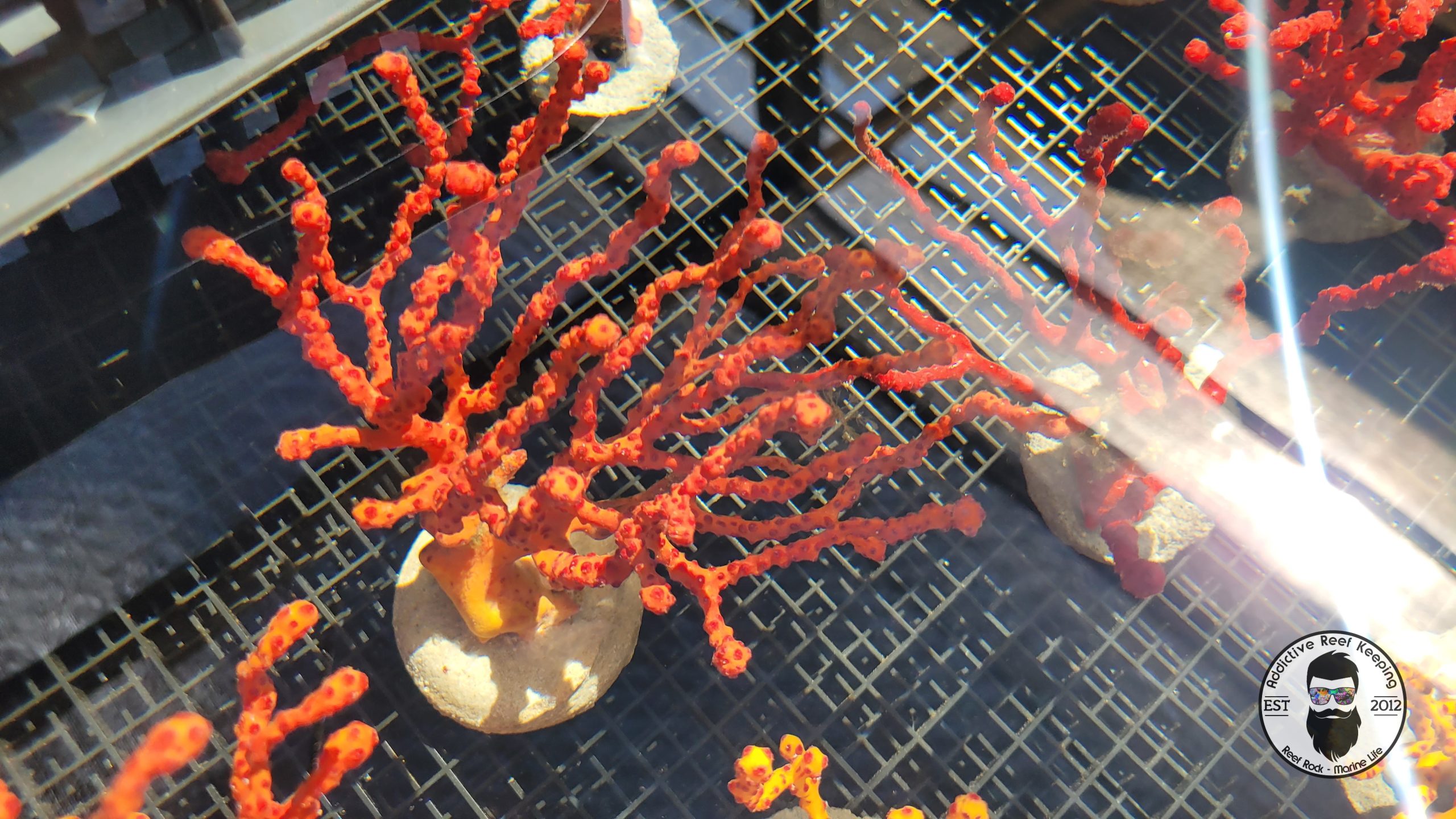 Large Yellow Orange Finger Gorgonian 6″ to 10″ Colorful Sea Rod NPS