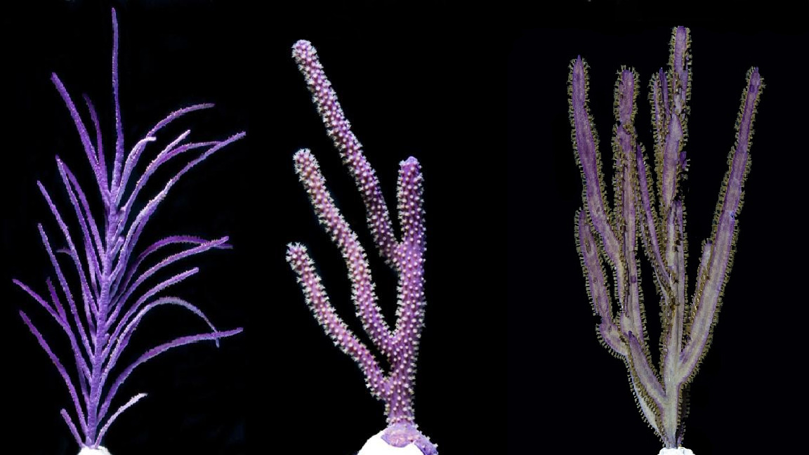 Purple PACK Gorgonians Saltwater Marine ECO-FRIENDLY Gorgs FREE SHIPPING!!!