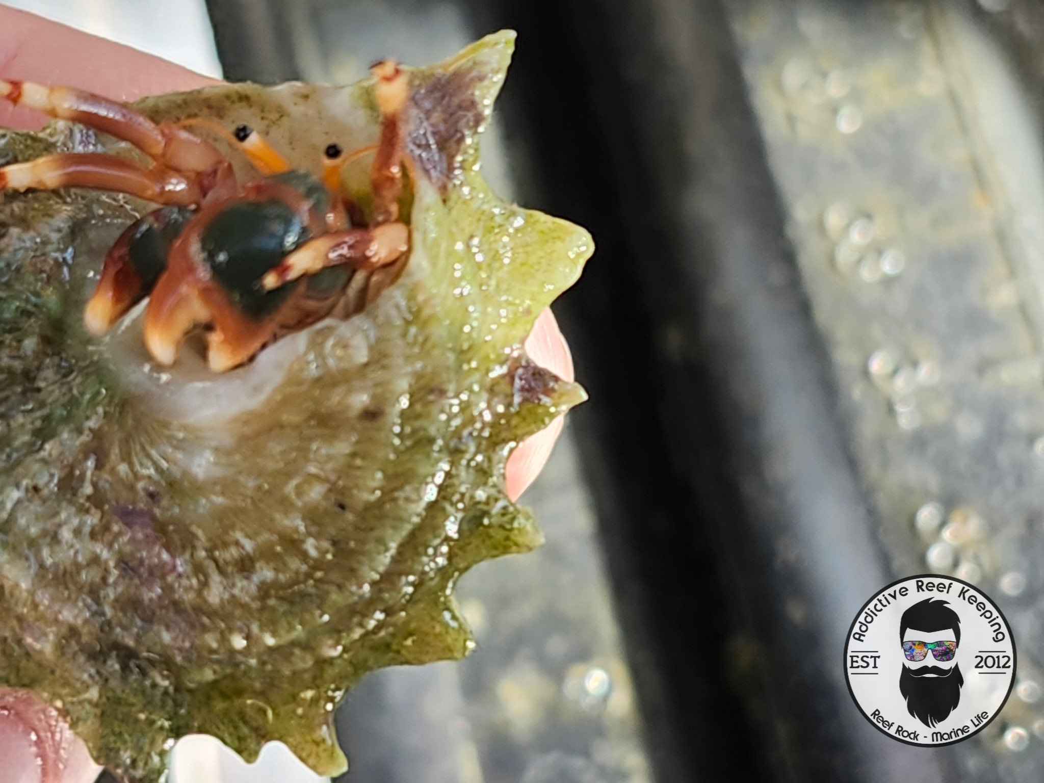 Orange Claw Hermit Crab Calcinus tibicen