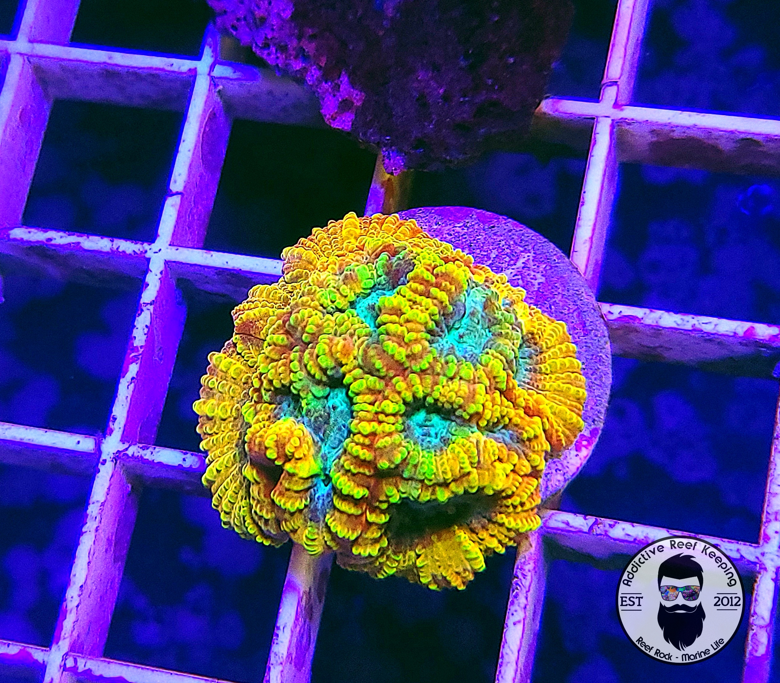 WWC Favia of the gods- WYSIWYG