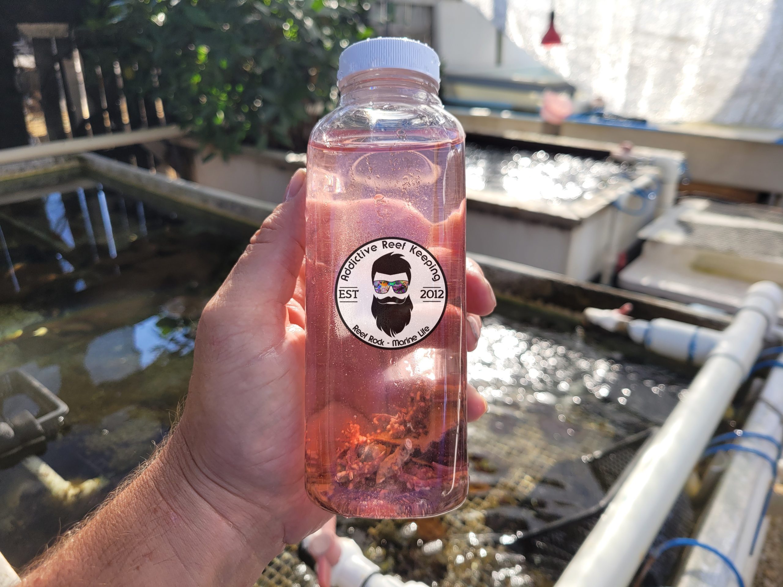 16oz LIVE Coralline Algae 4 Types 8oz!!! GREAT FOR STARTING CORALINE IN SALTWATER