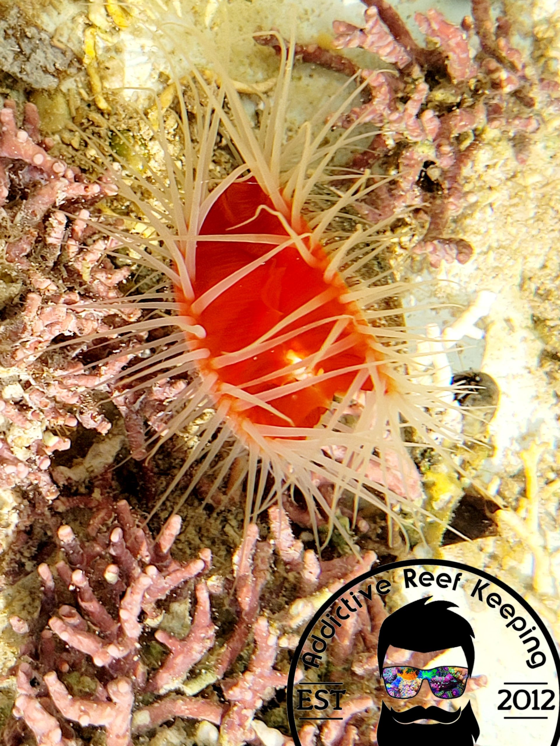 Rare White Flame Scallop Bivalve Invertebrate