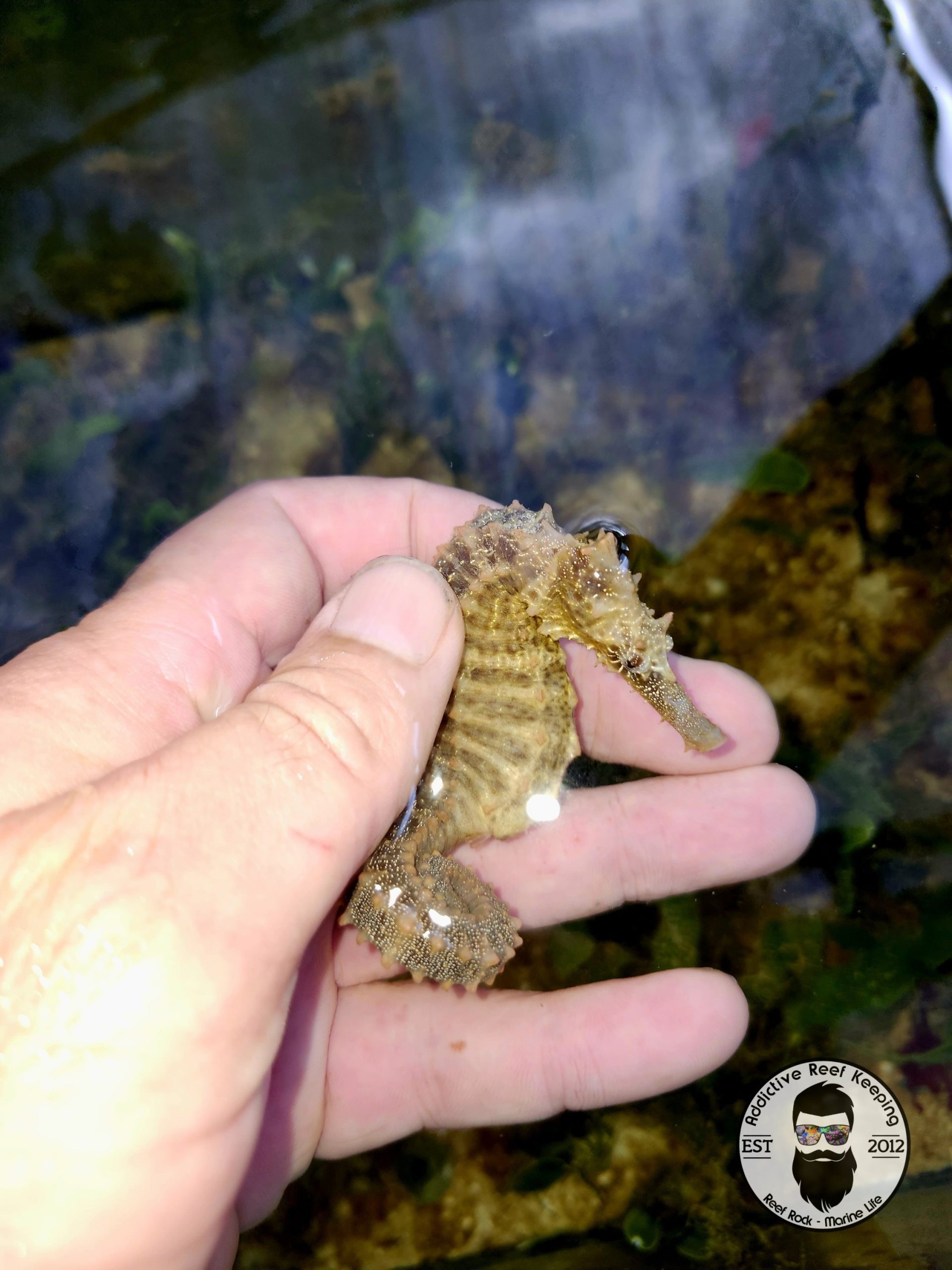 WYSIWYG Lined Seahorse- Hippocampus erectus