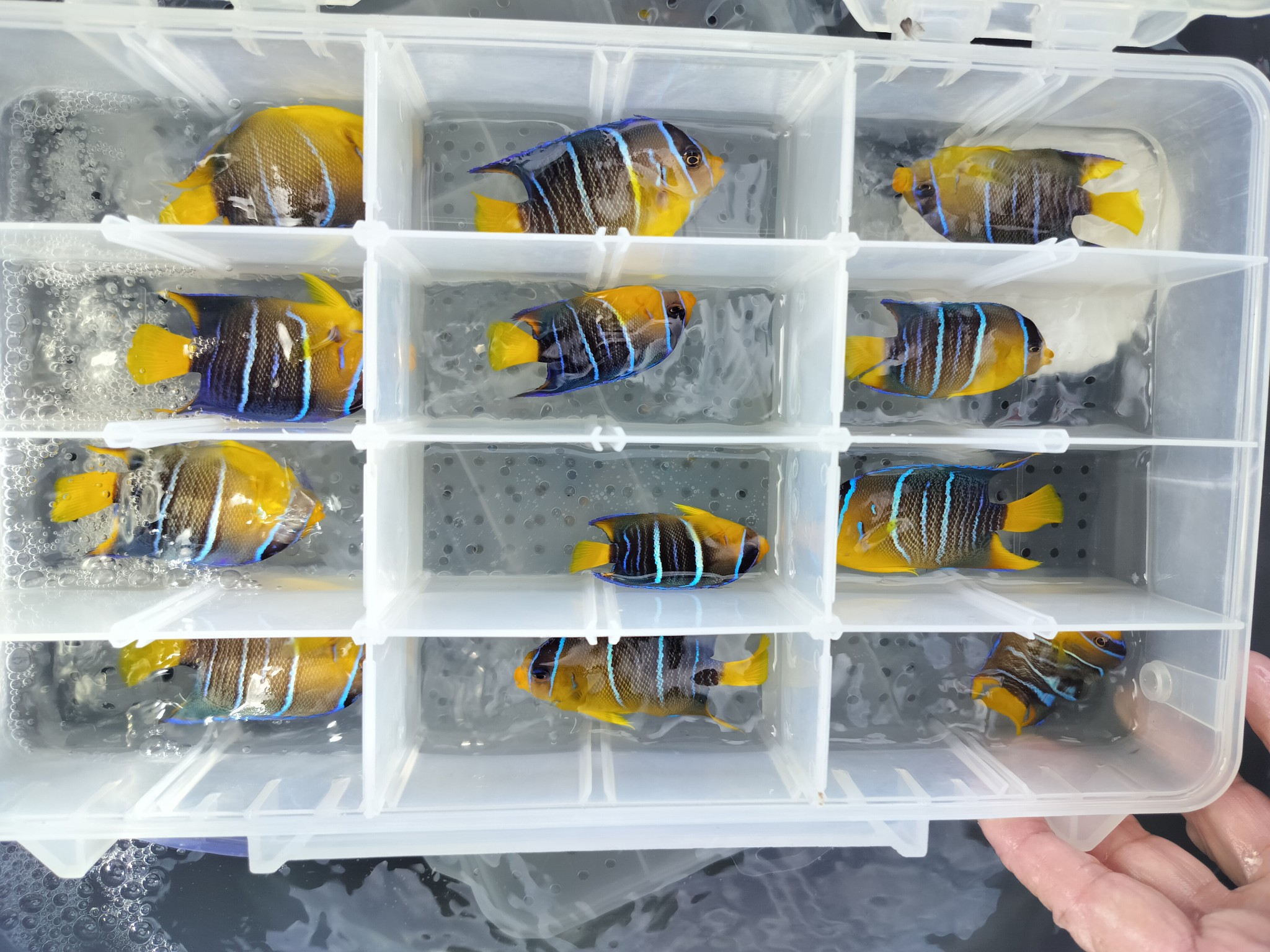 Blue Angelfish Small 1.75-3″  (Holacanthus bermudensis) Marine Fish