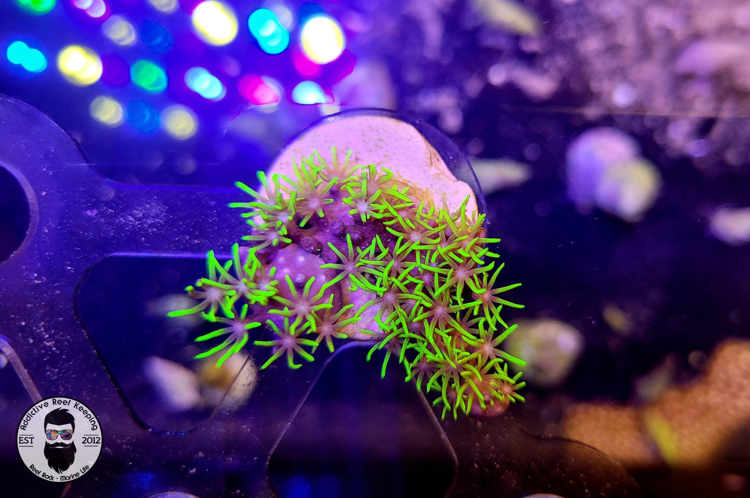 ARK Green Star Polyps- Frag