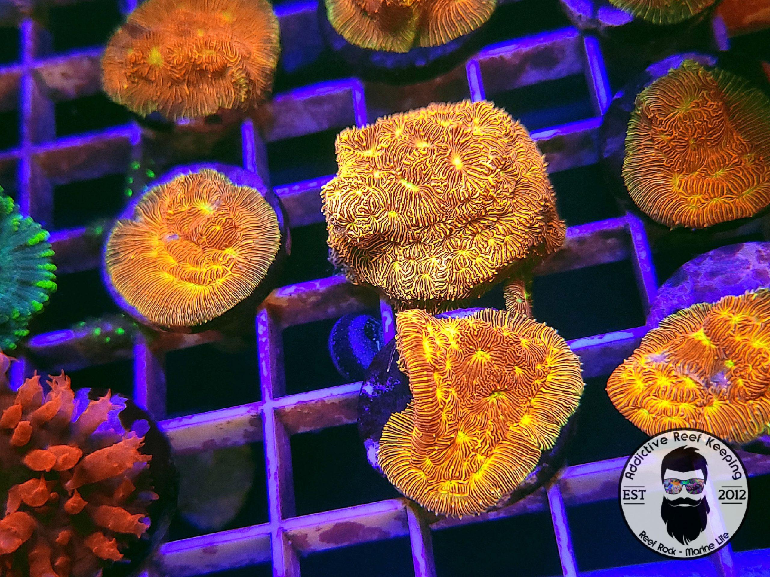 Jack-o-Lantern Leptoseris Coral