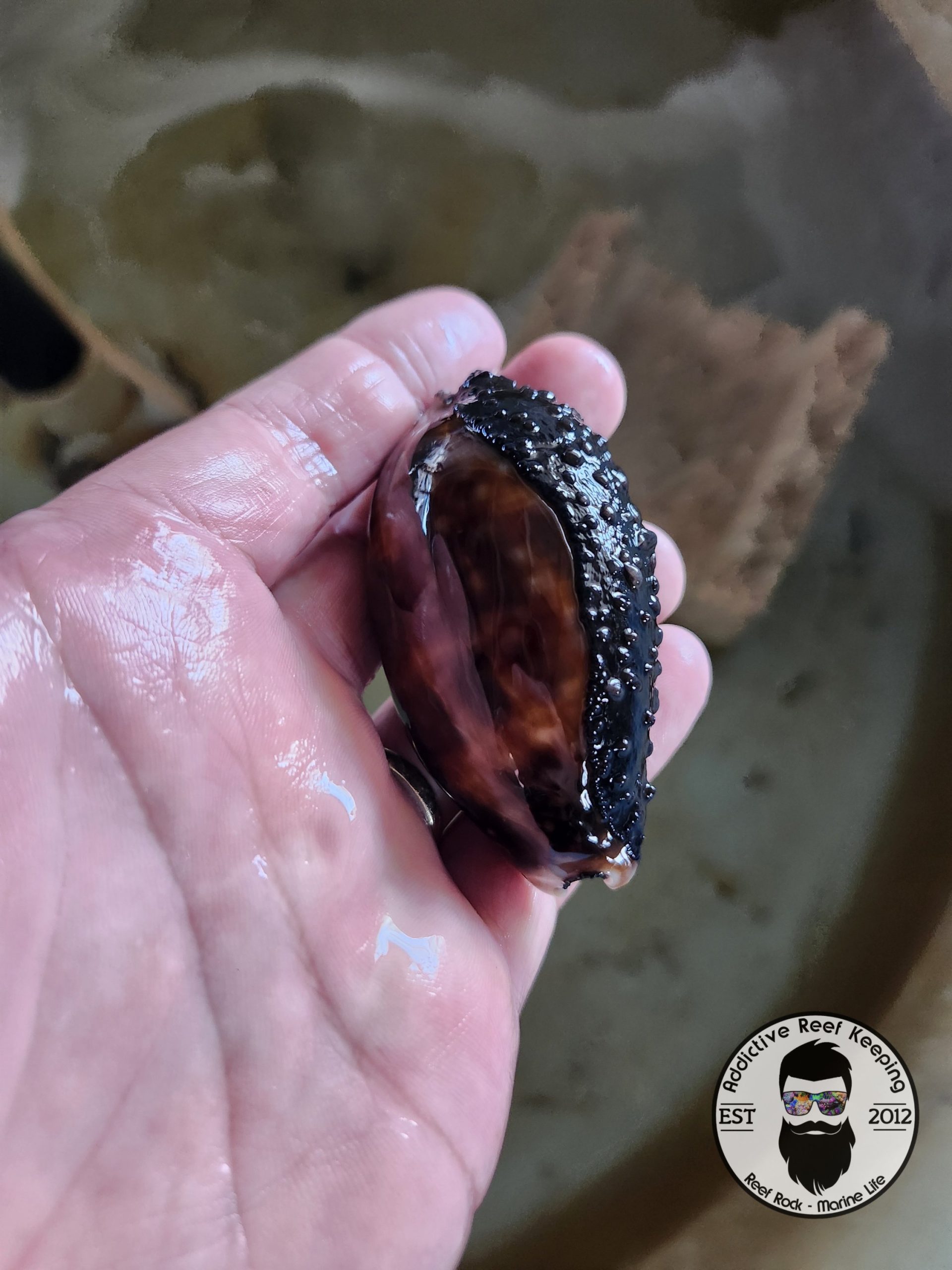 Florida Keys Deer Cowrie (Macrocypraea cervus)