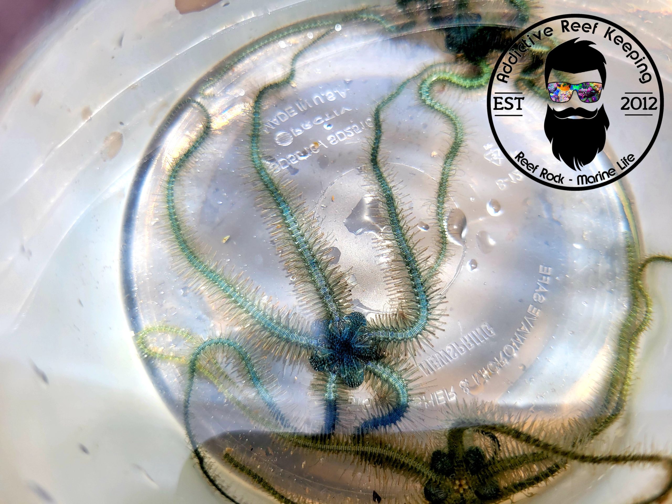 RARE Mini Blue Brittle Starfish Clean Up Crew
