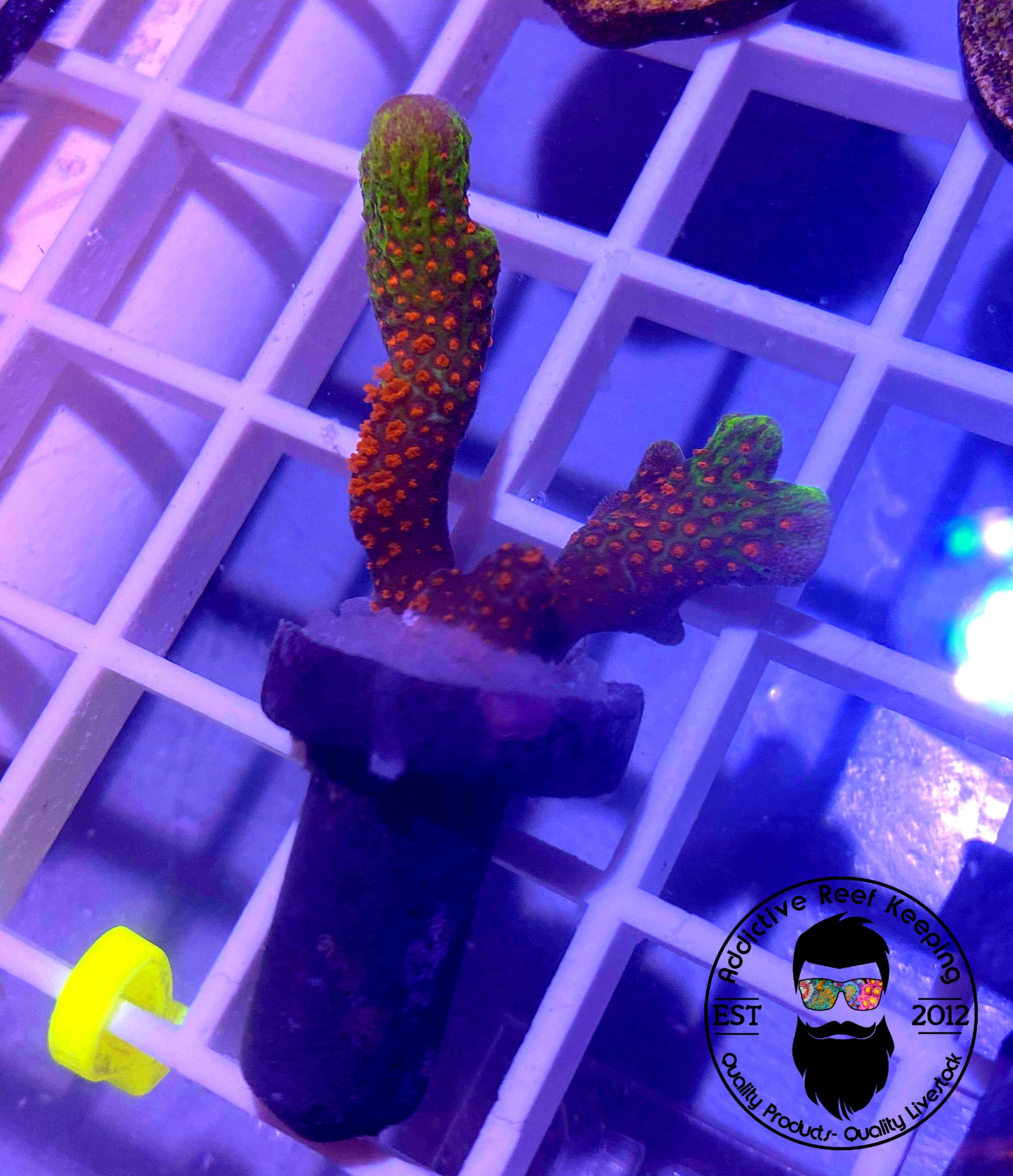 ARK 1″ Bubblegum Digitata Montipora- ALMOST WYSIWYG