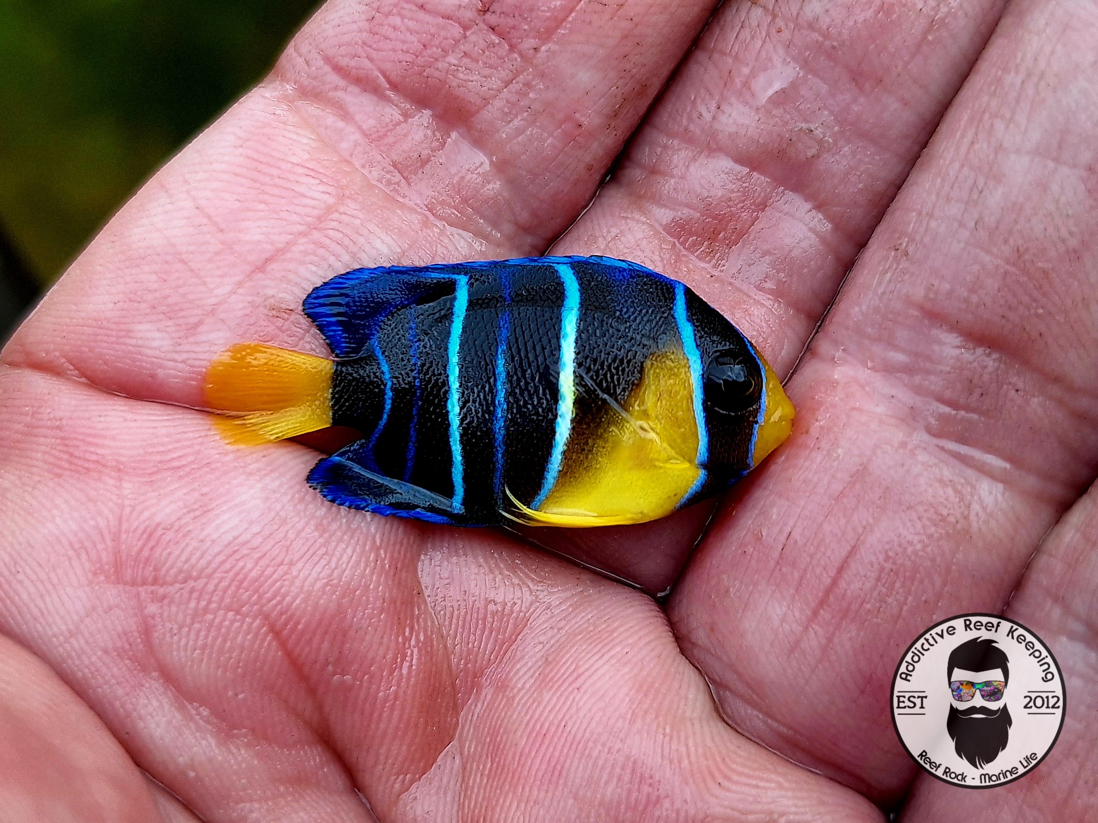 Juvenile Queen Angelfish WYSIWYG