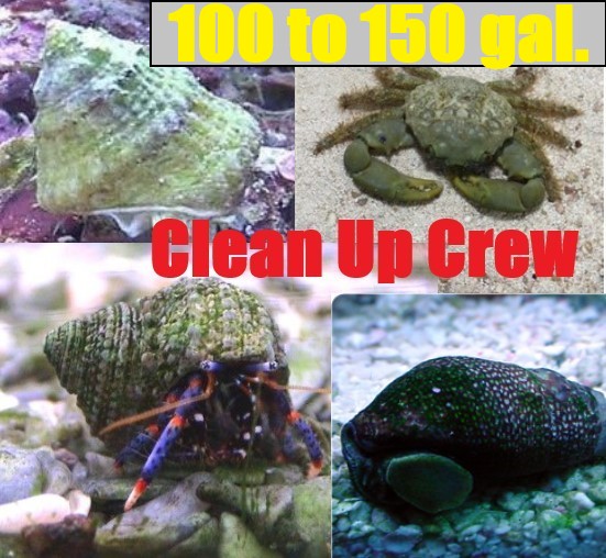 90-150 Gallon CLEAN UP CREW-Blue Leg Hermit Crab, Astraea Snail, Emerald, Cerith