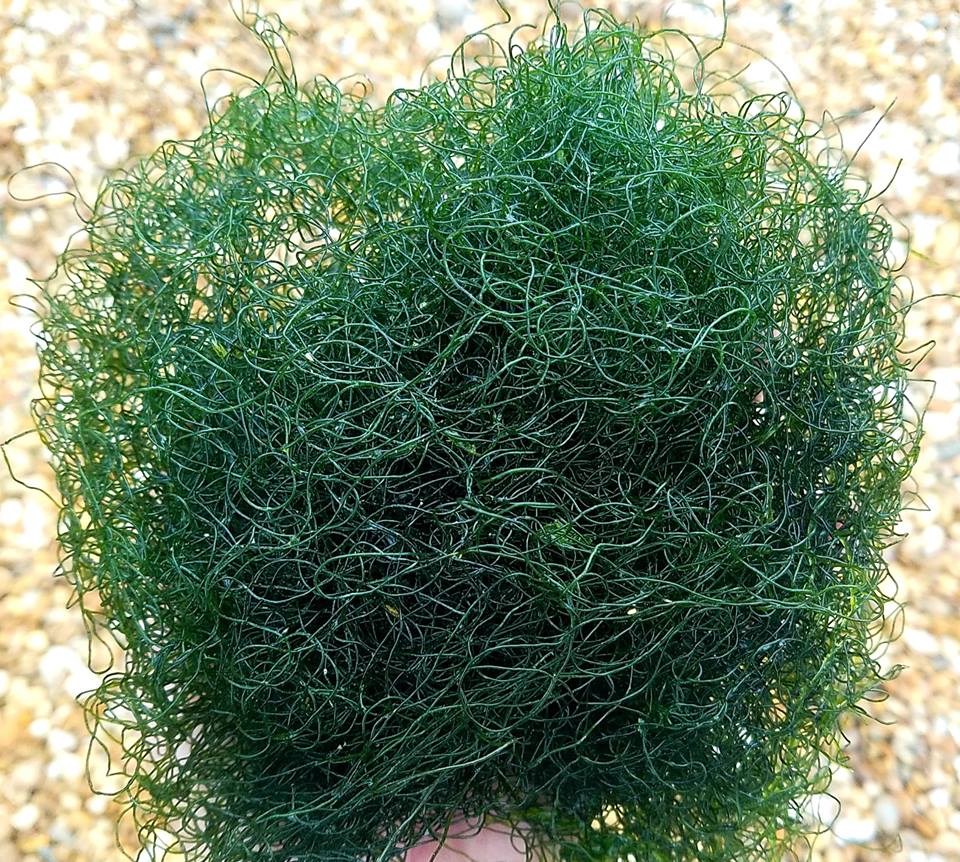 1 Cup Chaetomorpha Macro Algae Chaeto Reef-