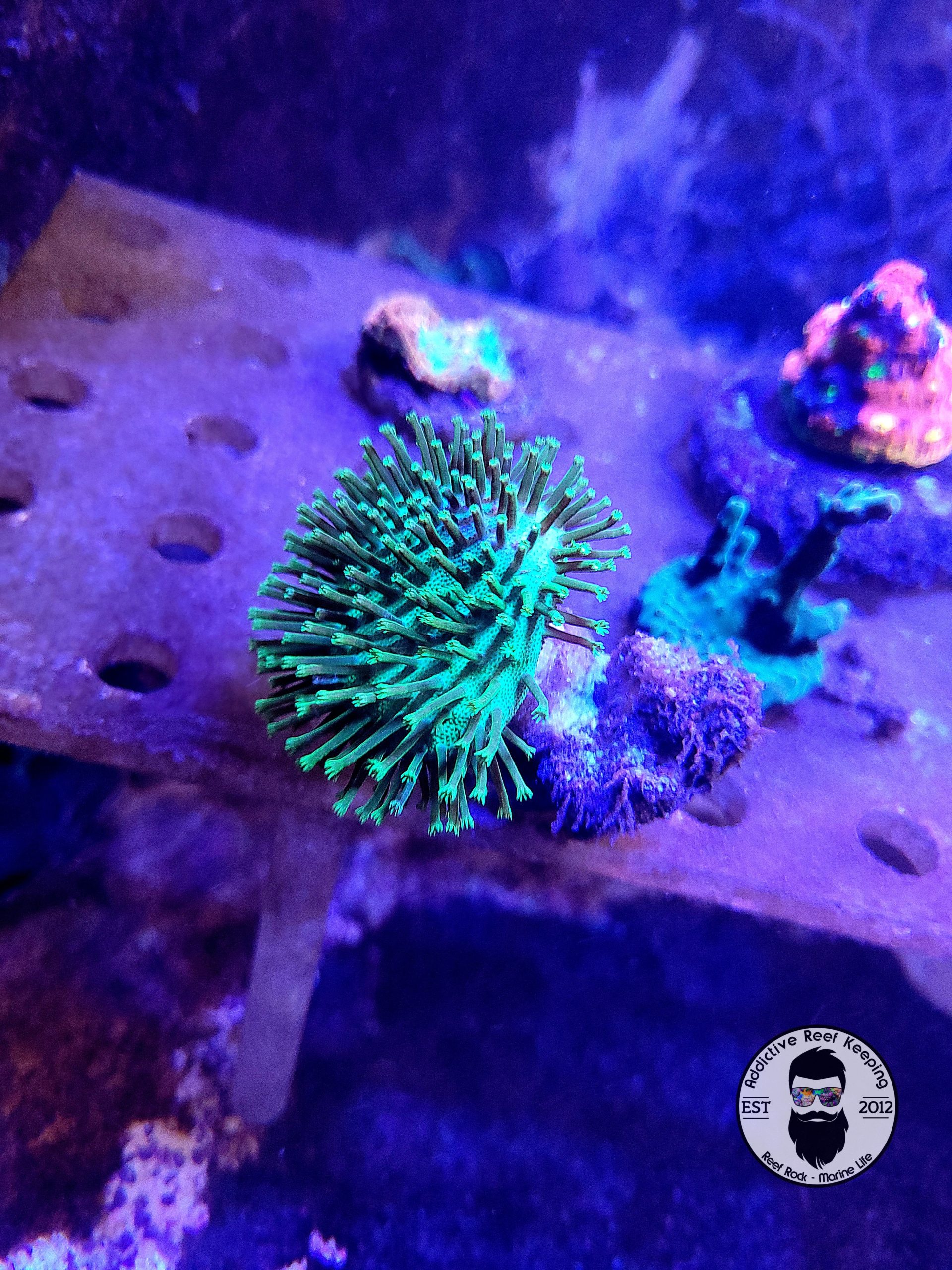 ARK Neon Green Toadstool-