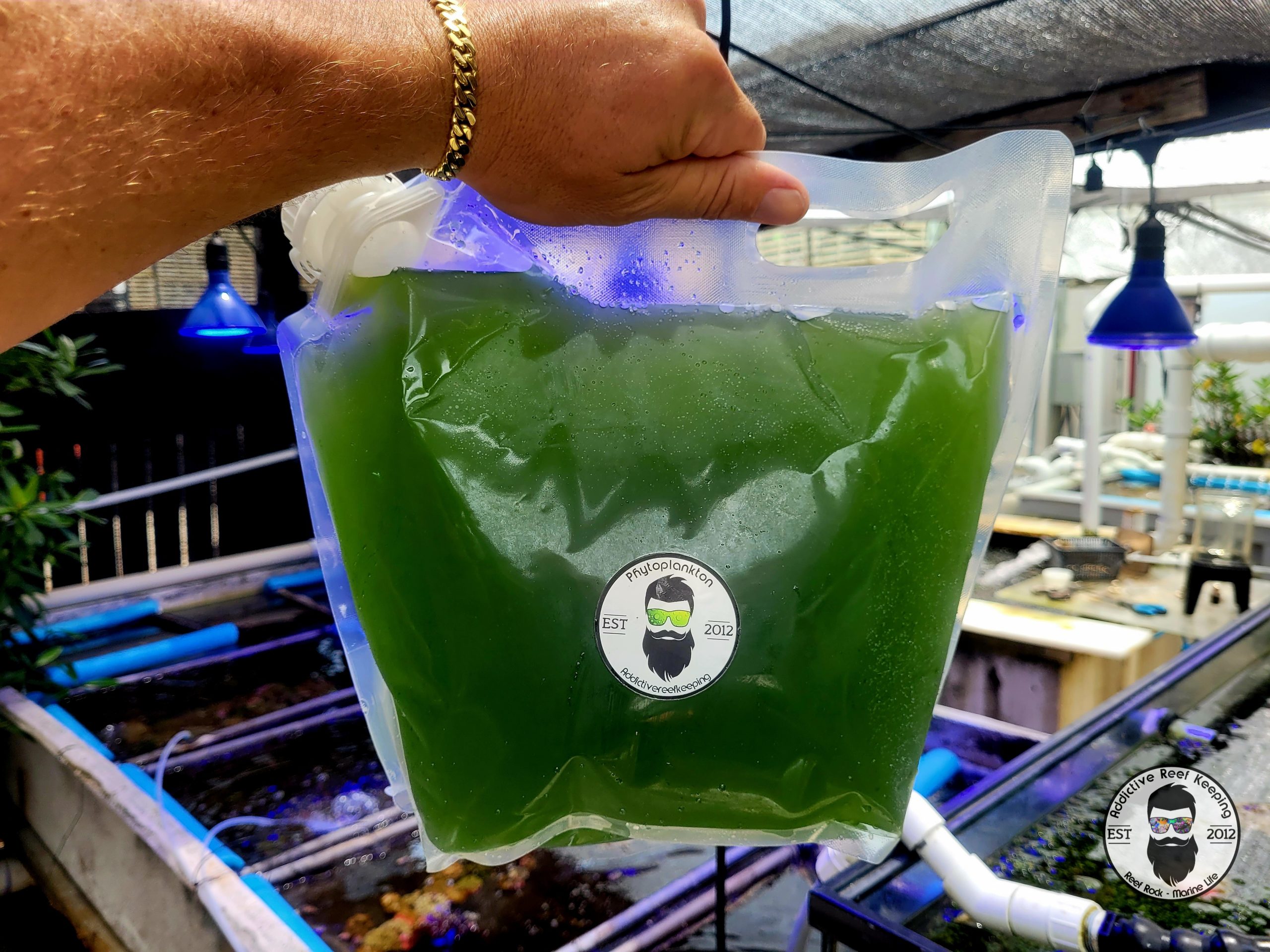 1 Gallon Phytoplankton