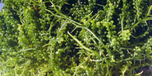 Grape Caulerpa Rare Algae Marine Refugium Plant- PICK SIZE