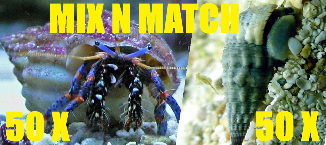 100 MIX MATCH!!! Stocky Cerith Snails and Blue Leg Hermit Crabs