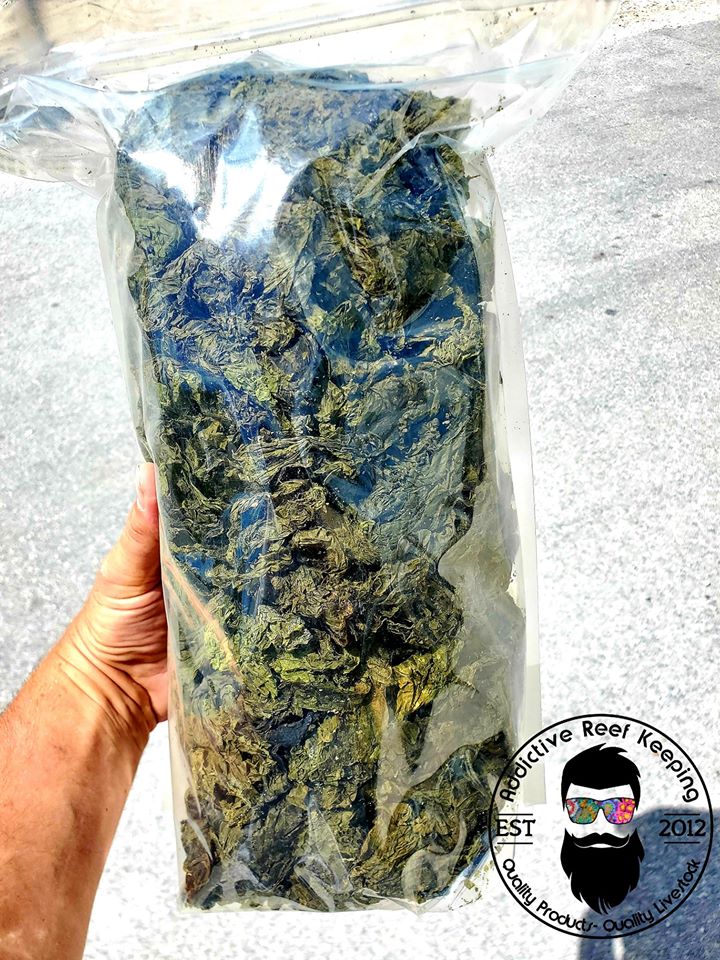 Dried Sea Lettuce Ulva- LIVE ENZYMES