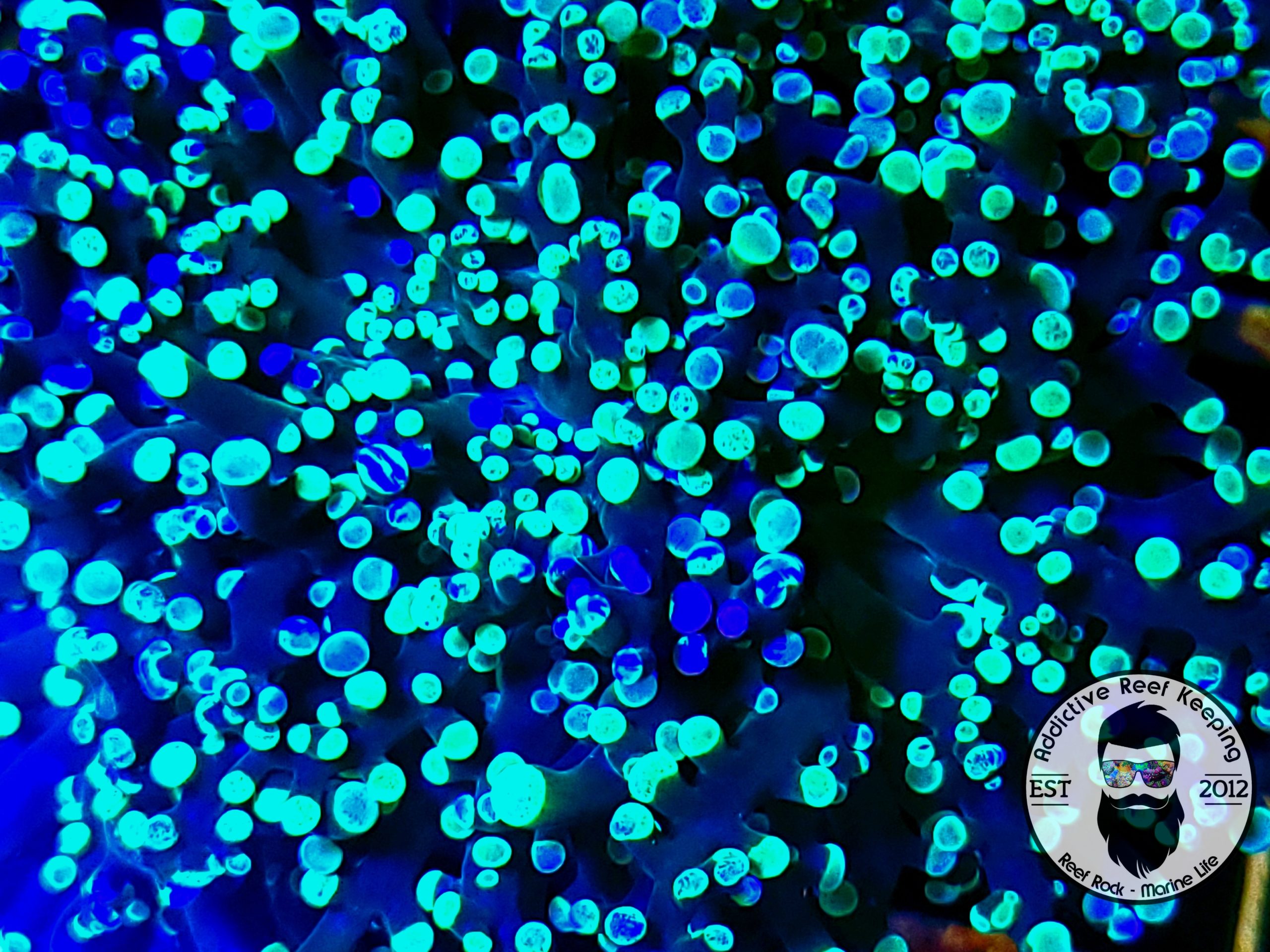 ARK BI-Color Green Frogspawn Coral-ALMOST WYSIWYG