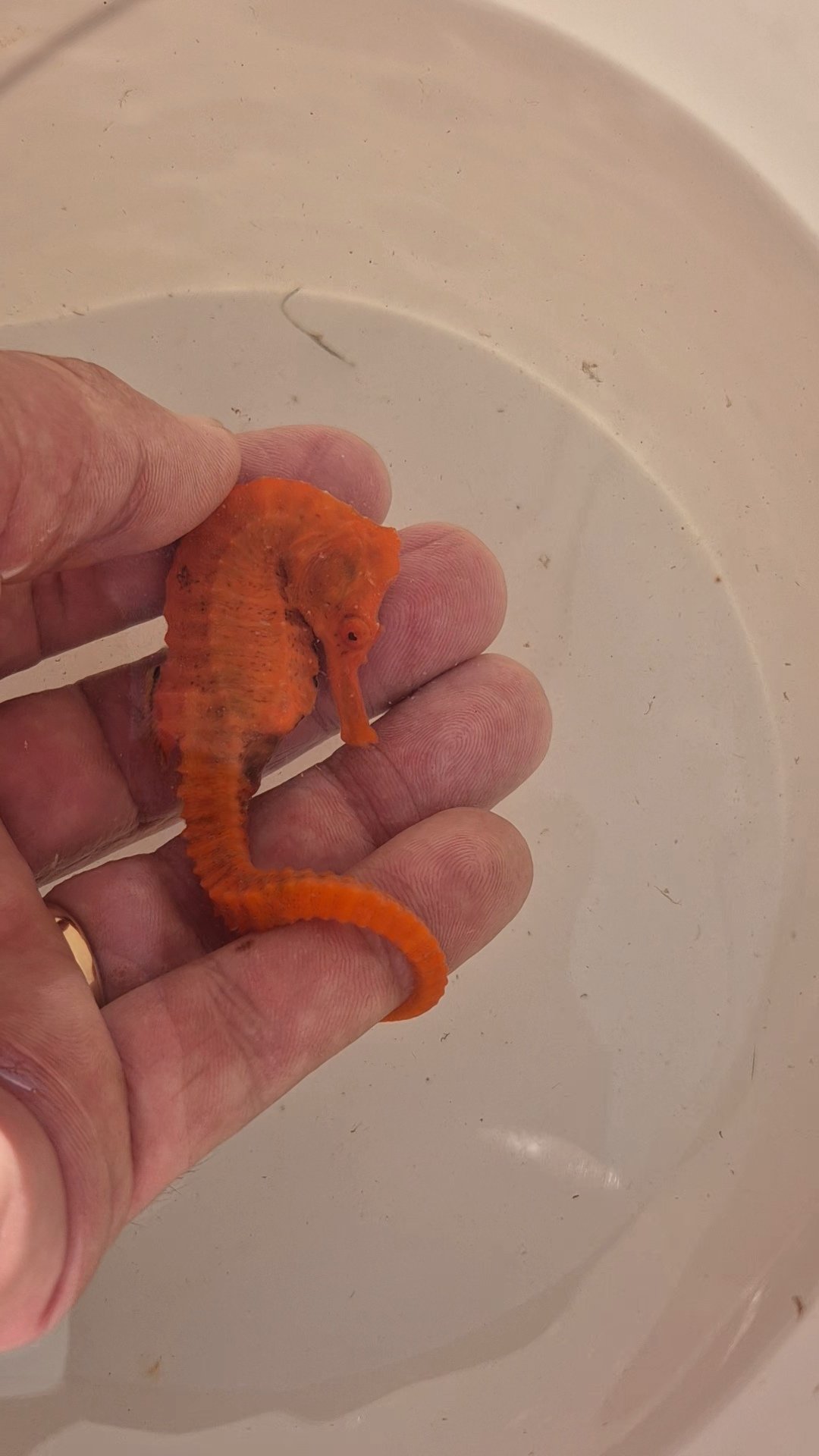 Orange Seahorse WYSIWYG