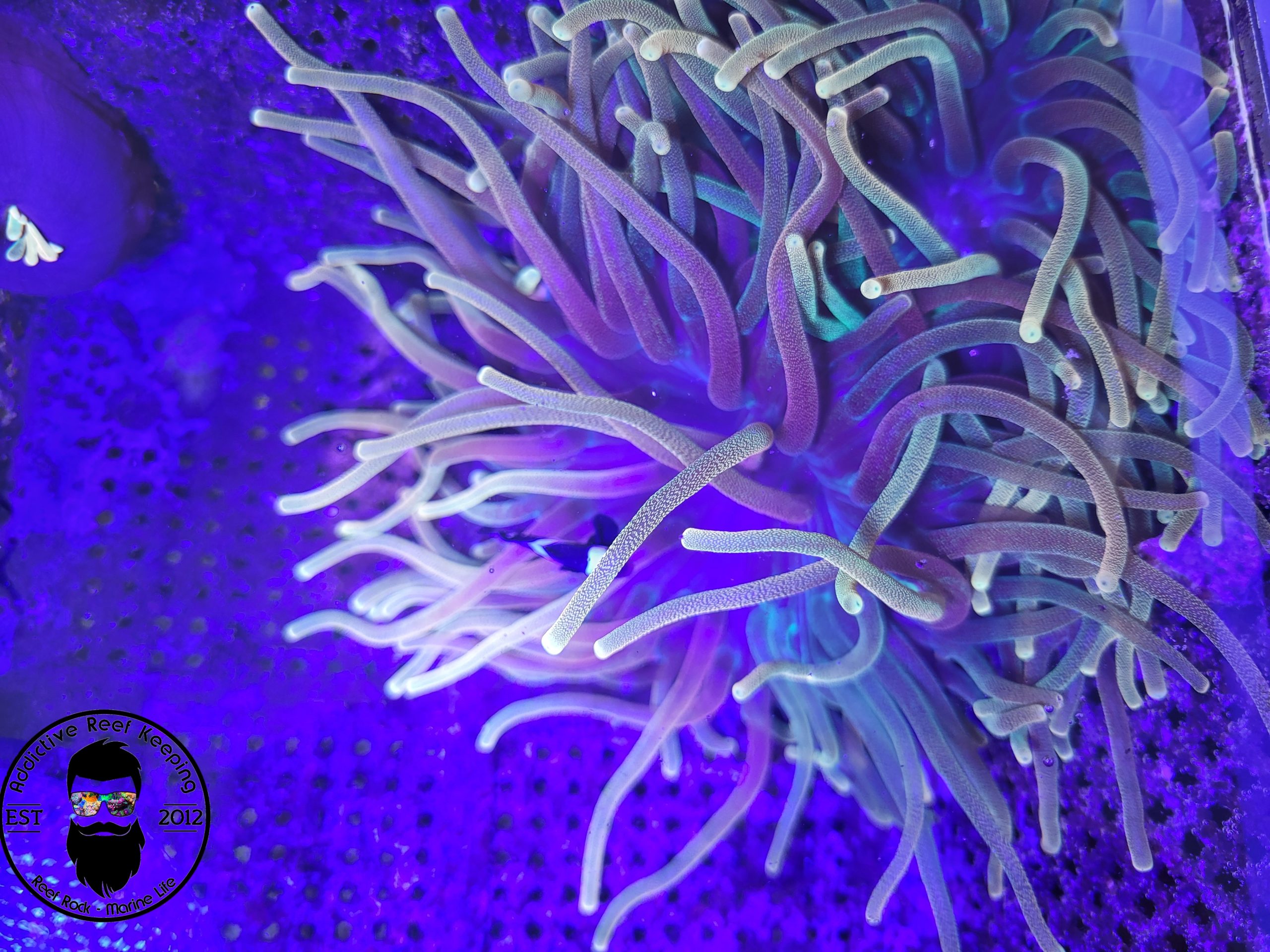 Chicago Sunburst Anemone- ALMOST WYSIWYG