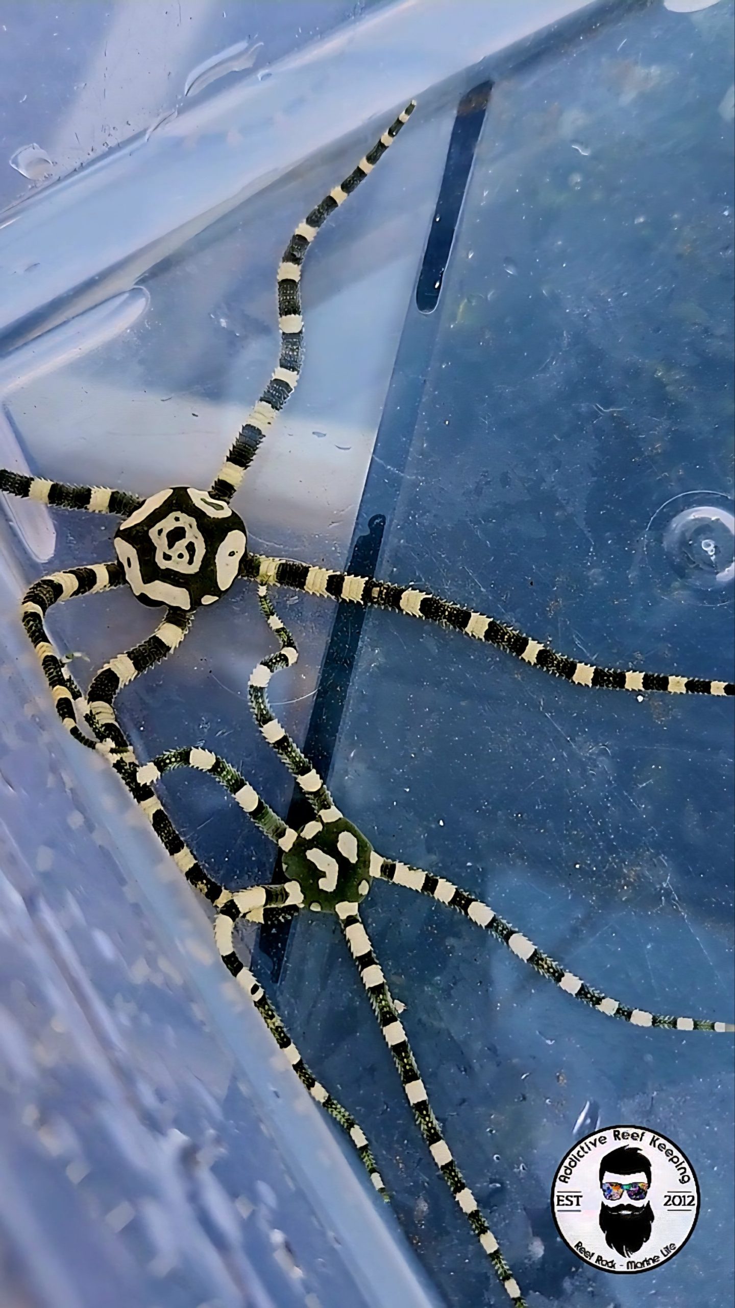 Harlequin Serpent Starfish (Ophioderma spp.) Black and White