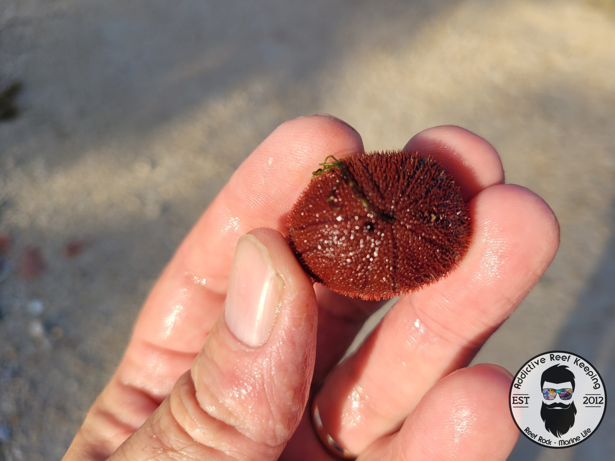 Sea Biscuit Urchin Sand Dollar Large to Small