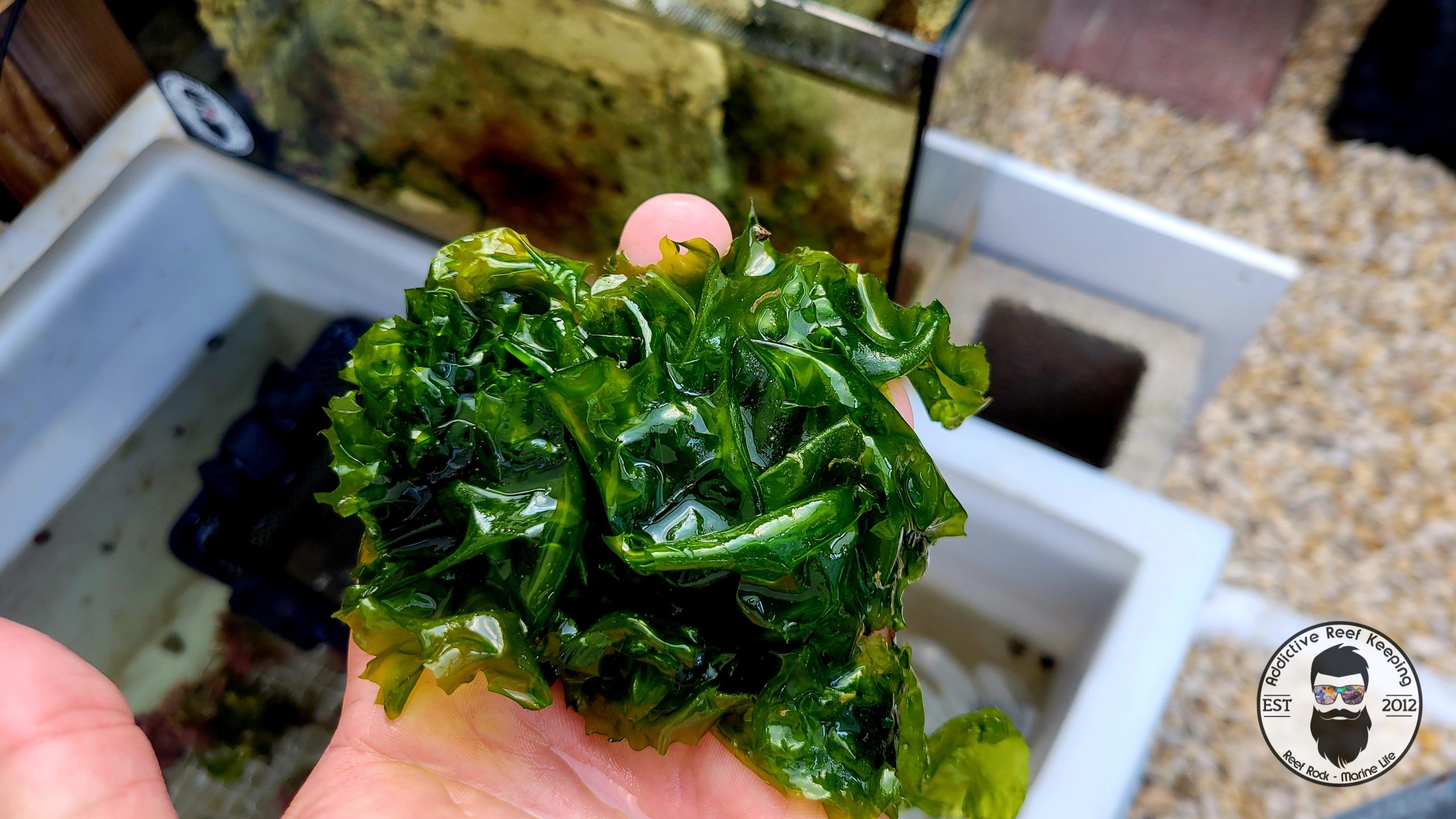 Sea Lettuce Ulva Lactuca sp. Macro Algae 1 cup