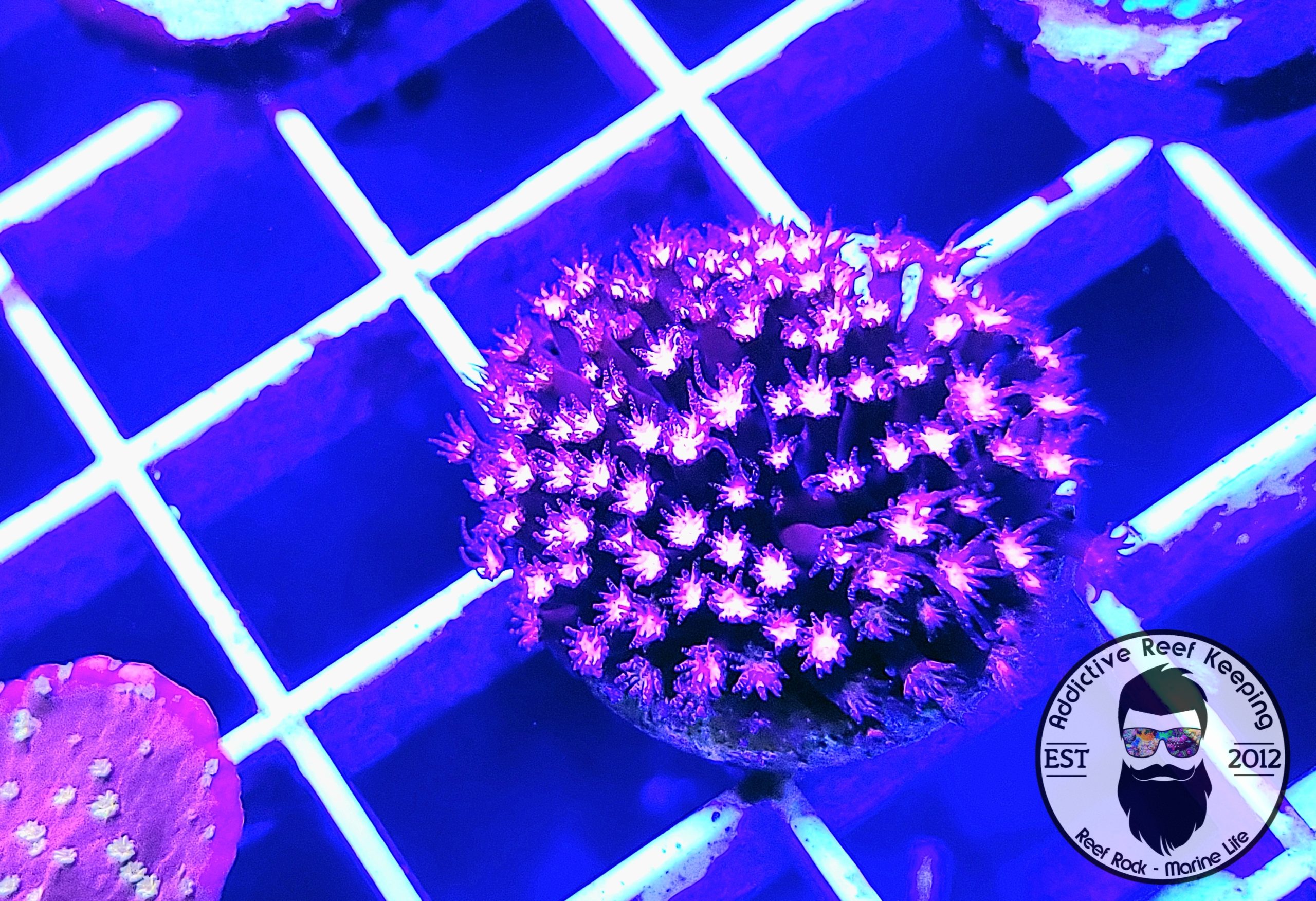 ARK Hot Pink Stylocoeniella