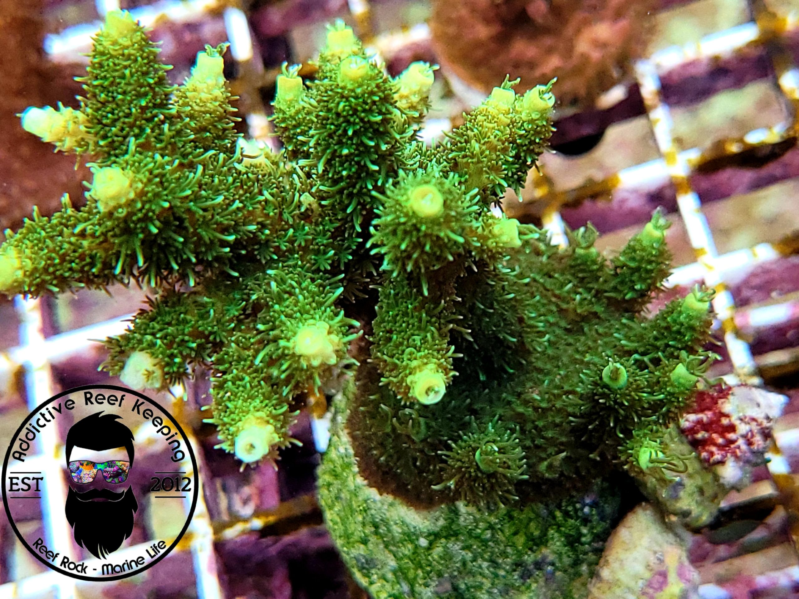 ARK 1″ Green Millie SPS