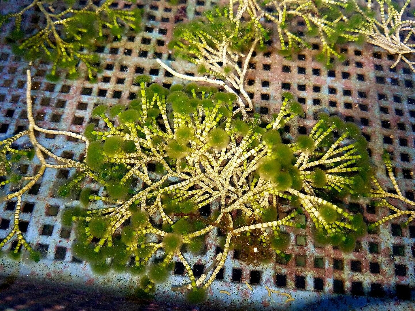 RARE Tufted Joint Algae Marine Macro Algae