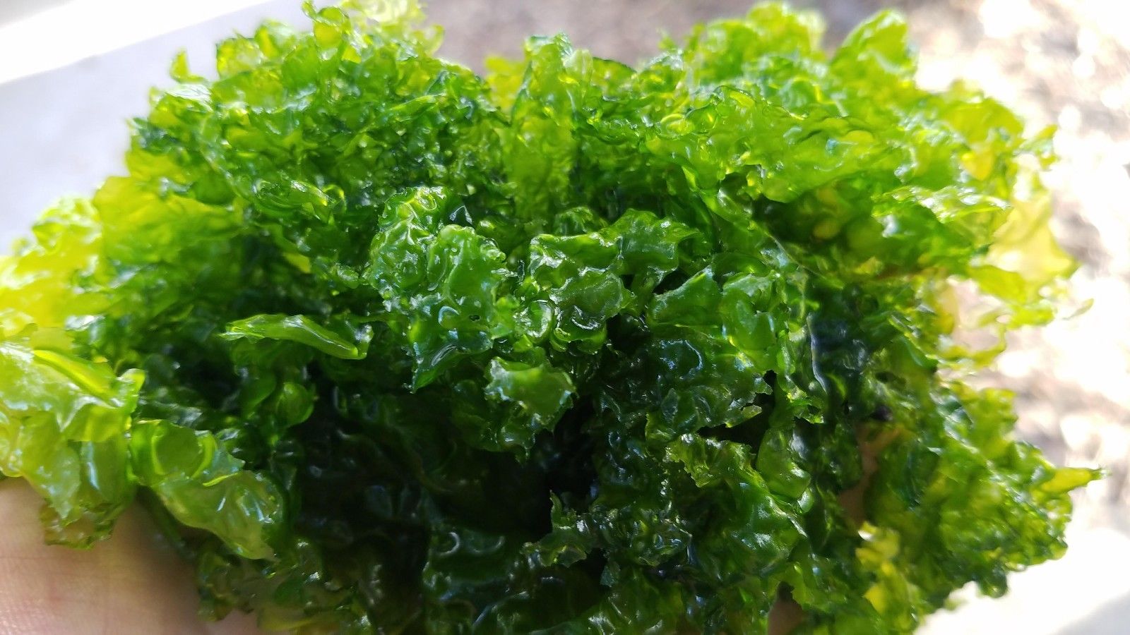 Ulva Lactuca Sea Lettuce Marine Macro Algae Plant- PICK SIZE