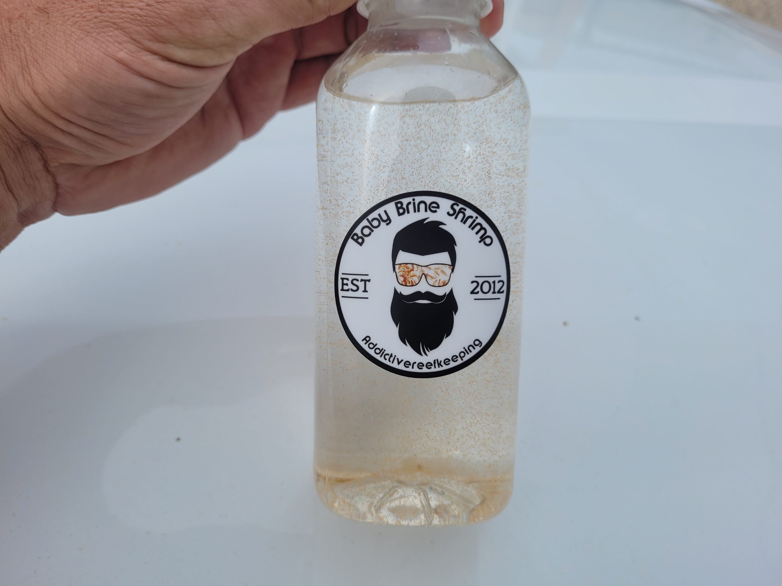 ARK Baby Brine Shrimp LIVE 8oz, 16oz, 36oz and 64oz