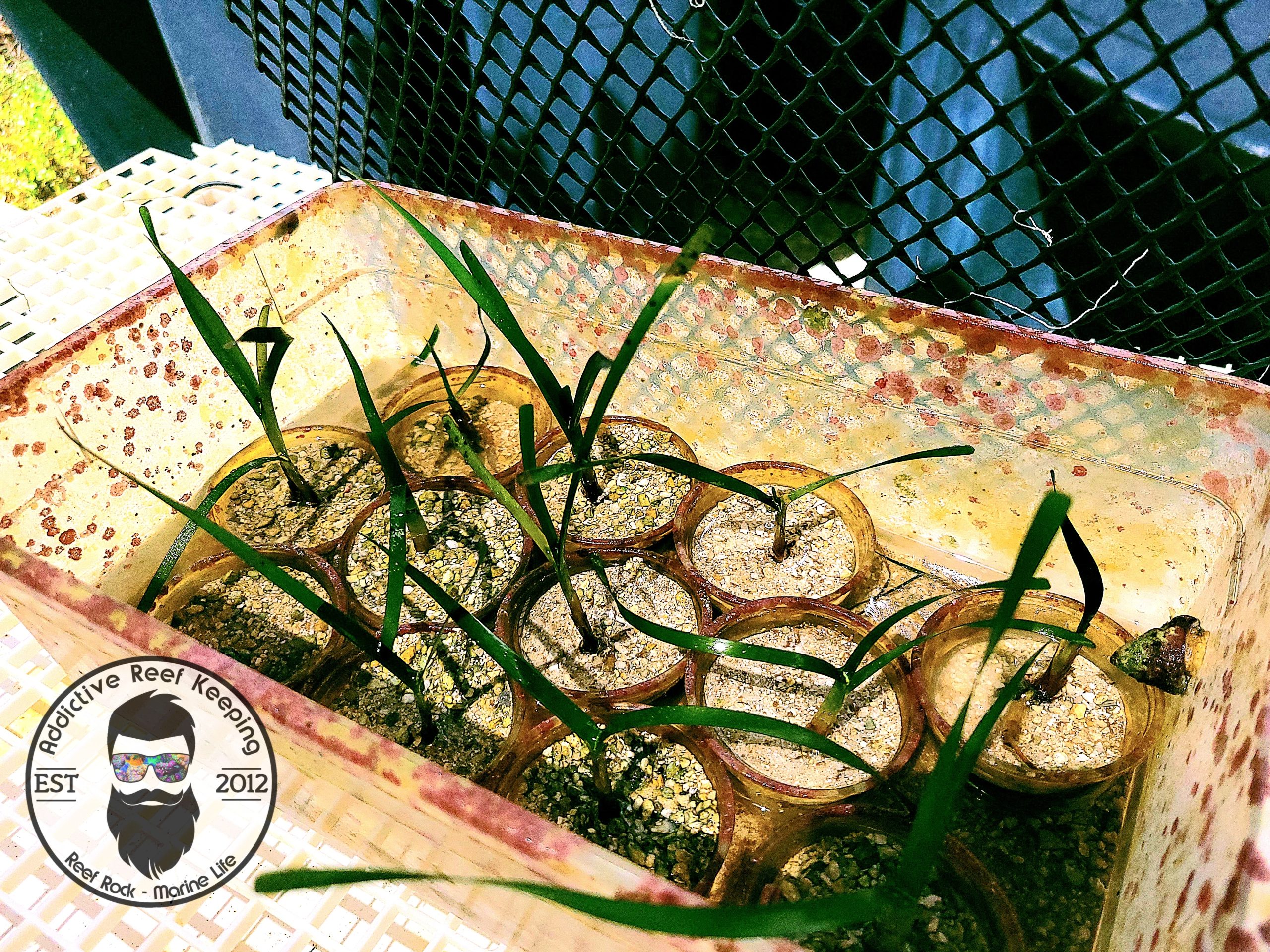 BRIGHT GREEN TURTLE GRASS SHOOT (THALASSIA TESTUDINUM) EXCELLENT FOR NUTRIENT CONTROL IN AN AQUARIUM MACROALGAE
