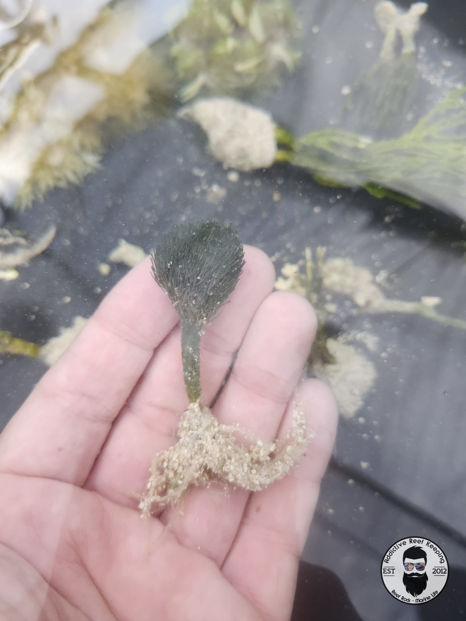 Pom Pom Rooted Stem Plant Macro Algae