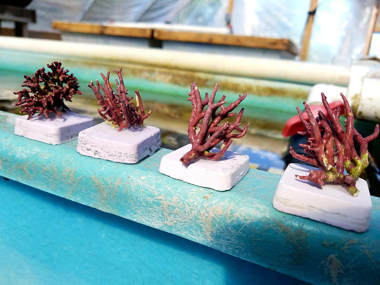 2 PACK Thick Branching Coralline Algae Frag 1″ to 2″ FREE SHIPPING!!!