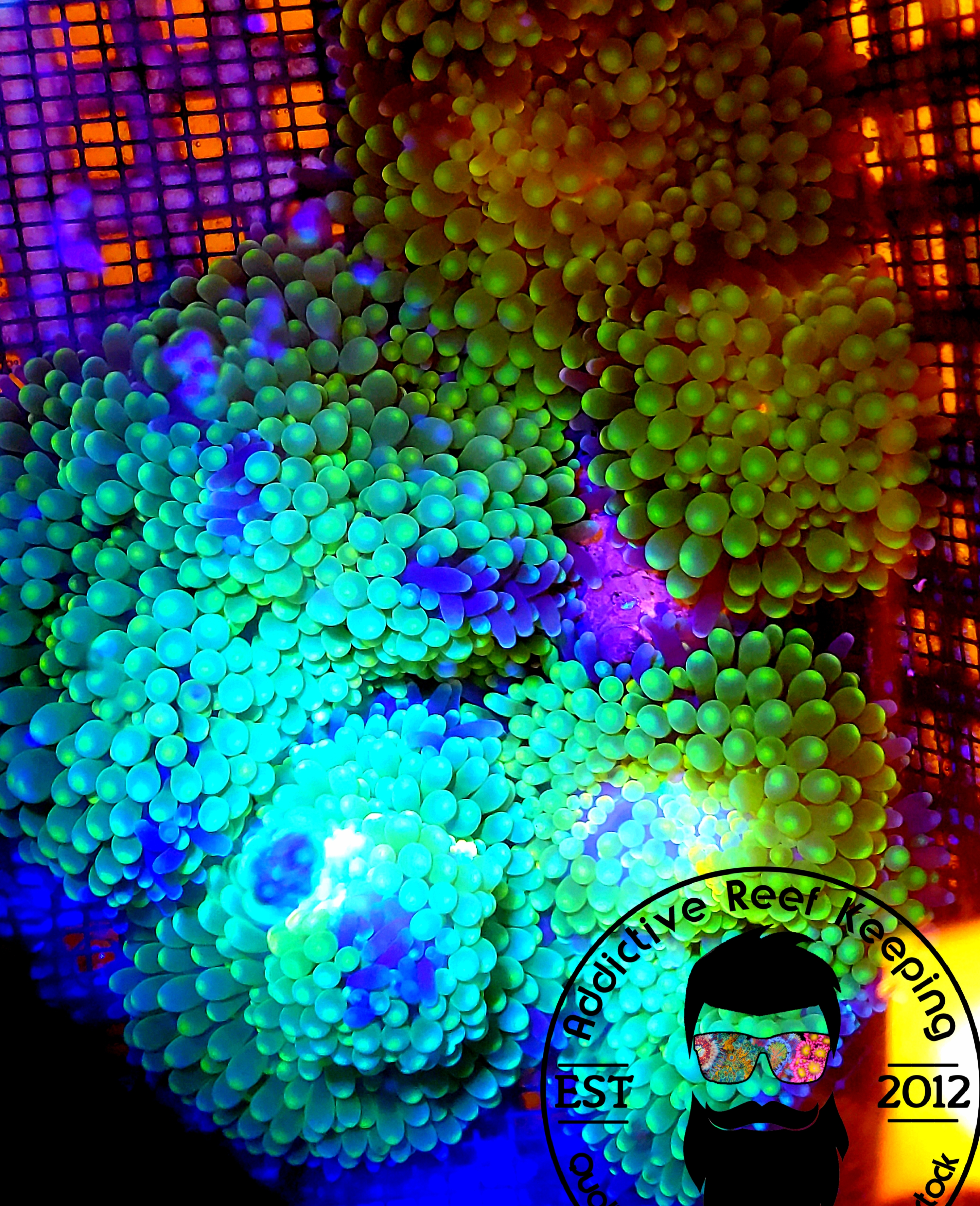 2 Pack Neon Green Ricordea Mushroom Coral – ARK