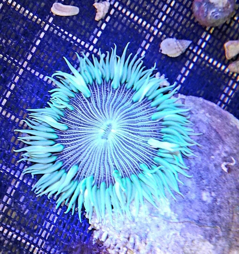 1 Neon Green Zebra Rock Flower Anemone Large Coral Reef Marine Saltwater