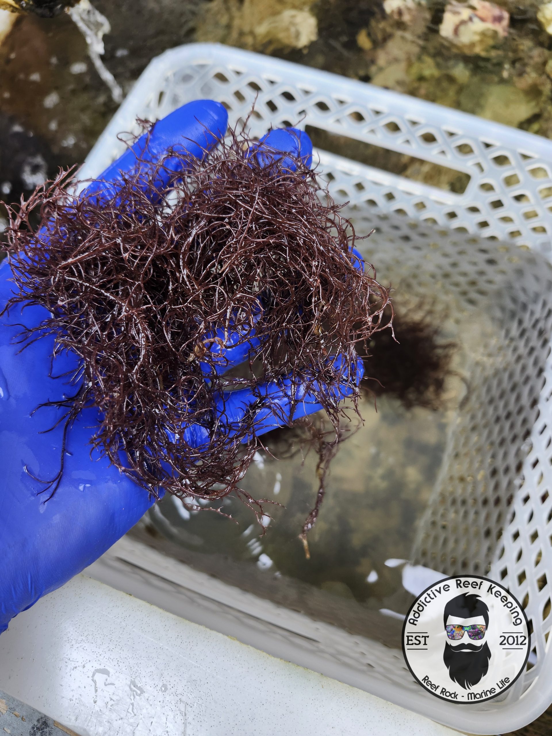 Live Bright Red OGO Gracilaria Marine Macro Algae Plant Reef Refugium PICK SIZE