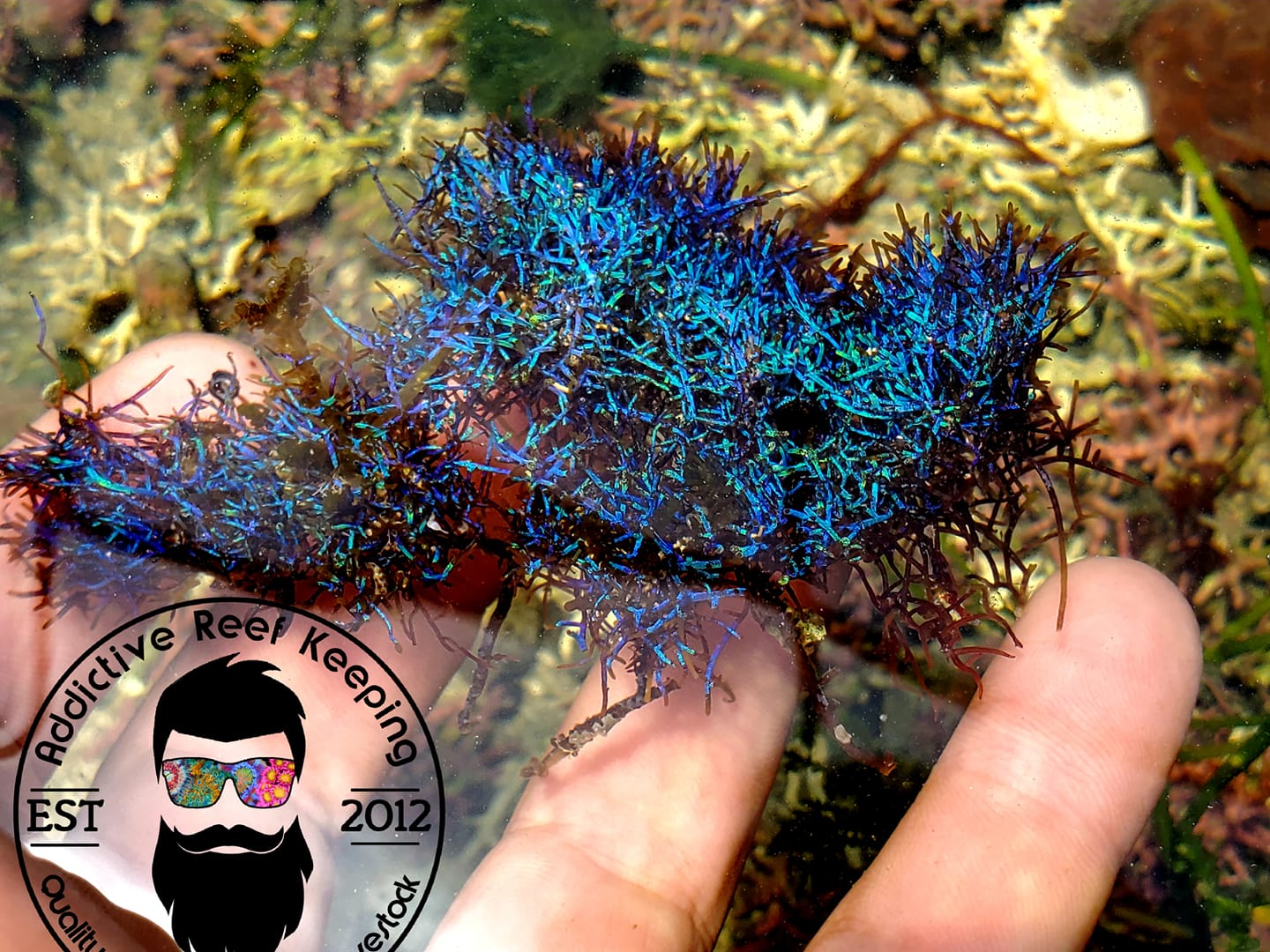 RARE Coelothrix Irregularis Blue Iridescent Algae Frag 2″x2″