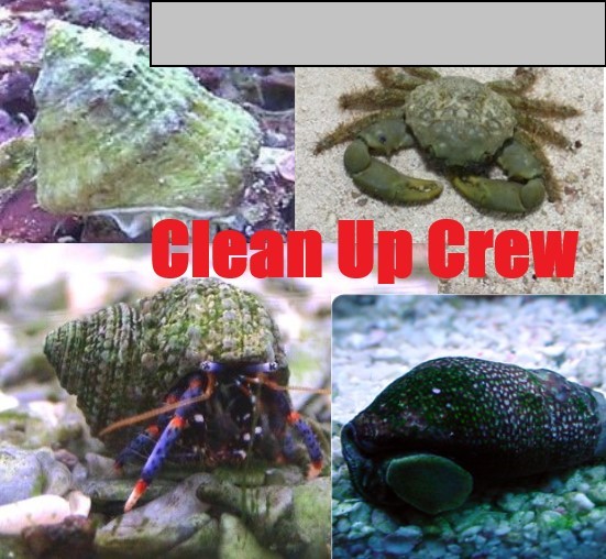 10-20 Gallon CLEAN UP CREW-Blue Leg Hermit Crab, Astraea Snail, Emerald, Cerith