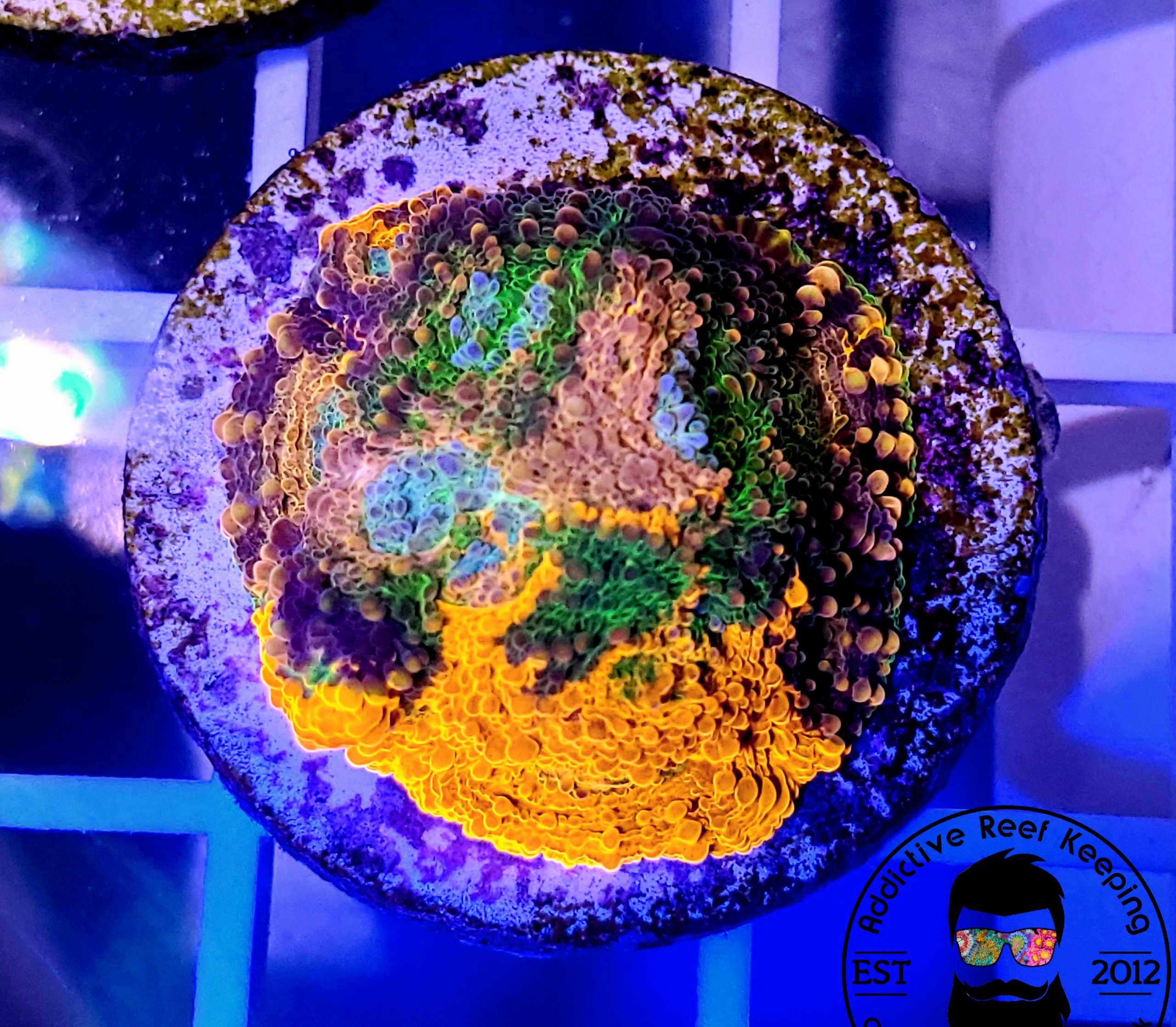 TGC Rainbow Echinata
