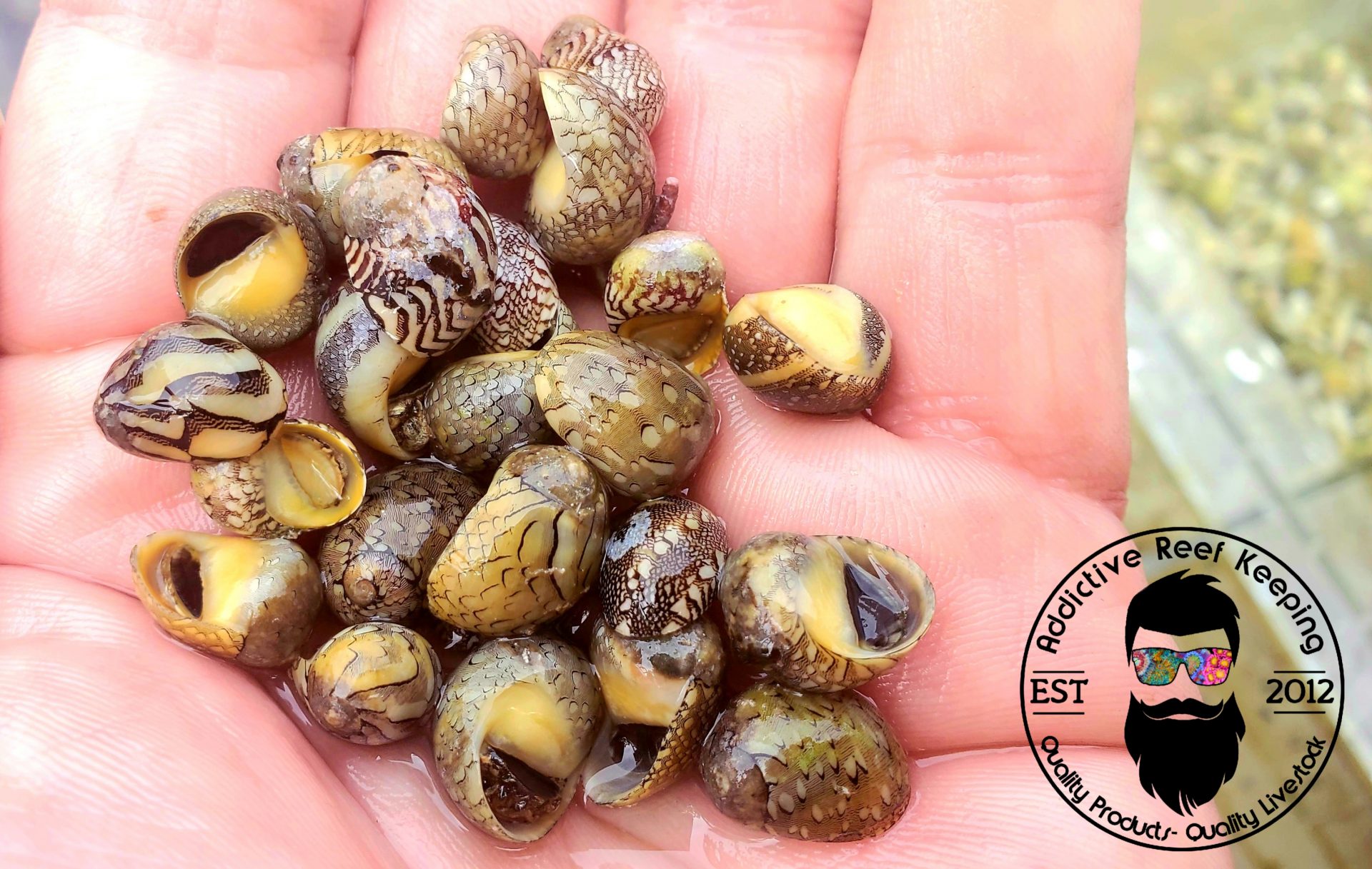 RARE Virgin Nerite Saltwater Snail- Dyno, Cyano, Green Hair Algae Eater