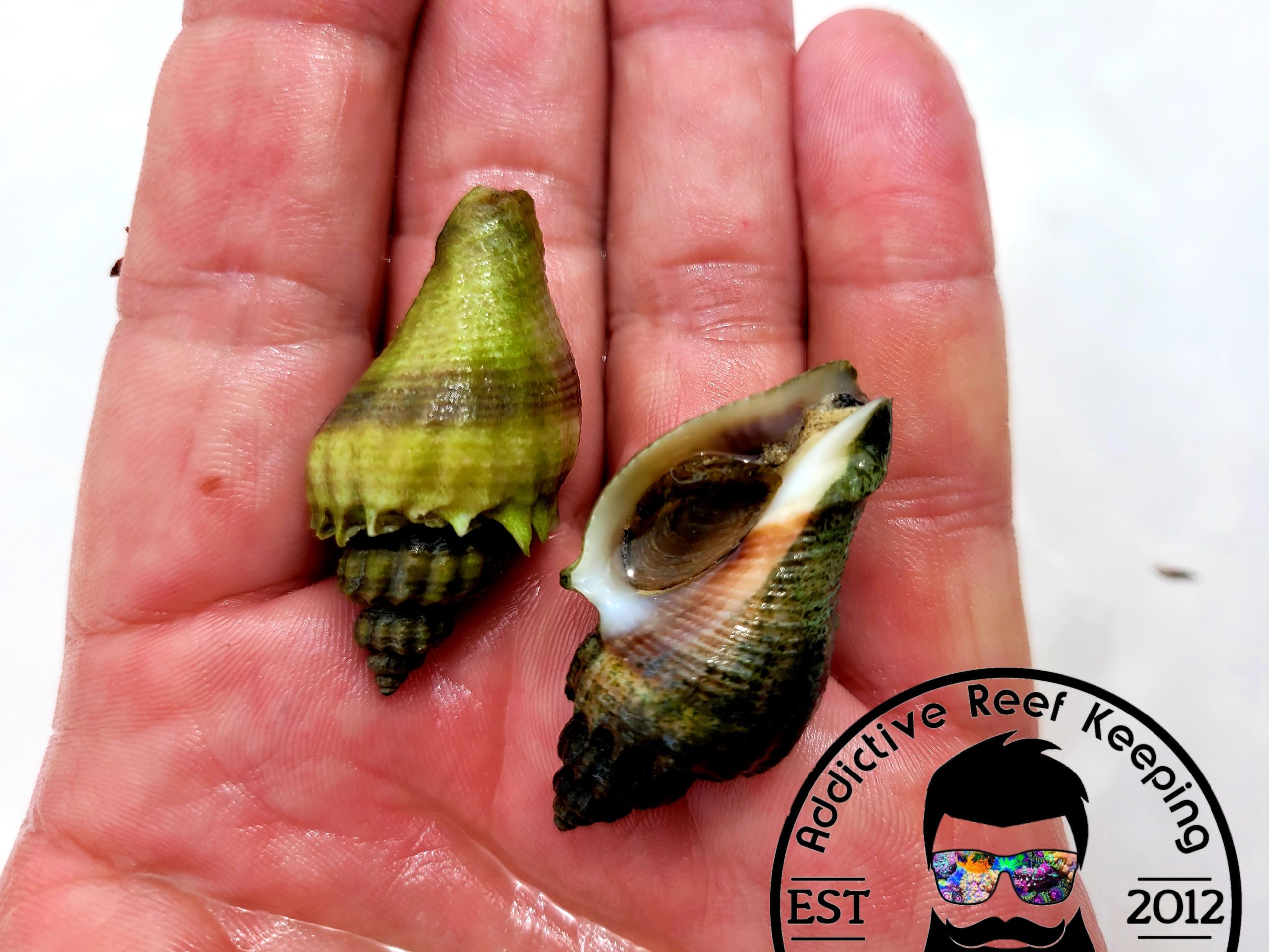Crown Conch Snail- Predator Snail