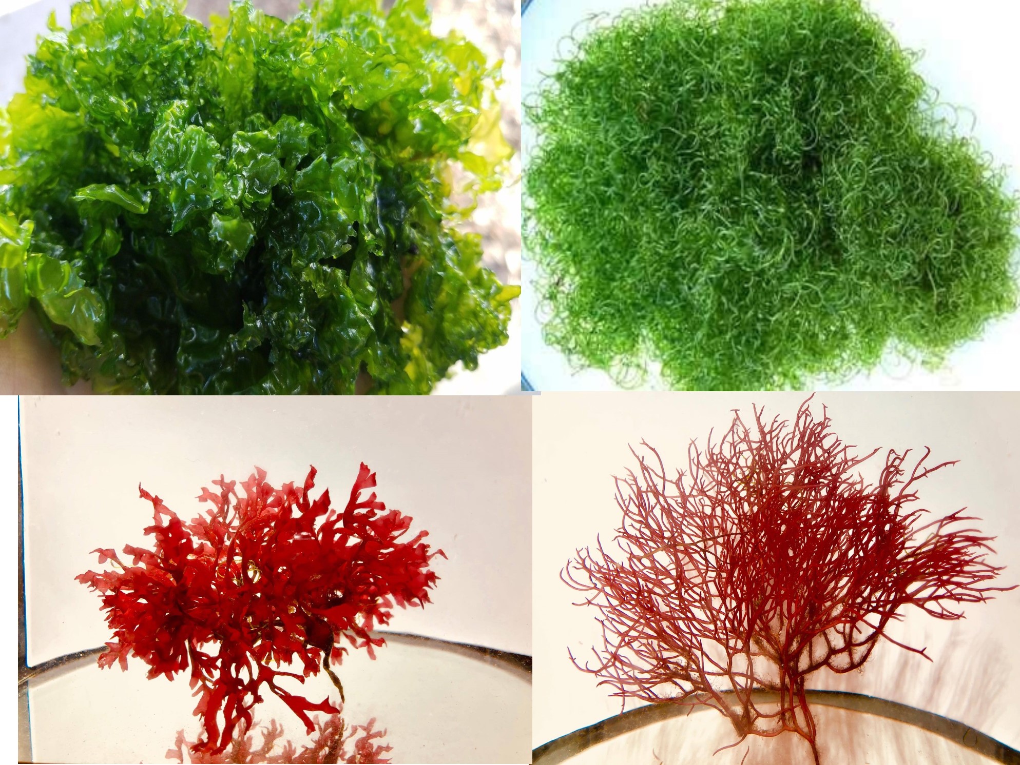 Refugium in a bag 1 lb. Macro Algae pack Caulerpa Gracilaria Chaeto
