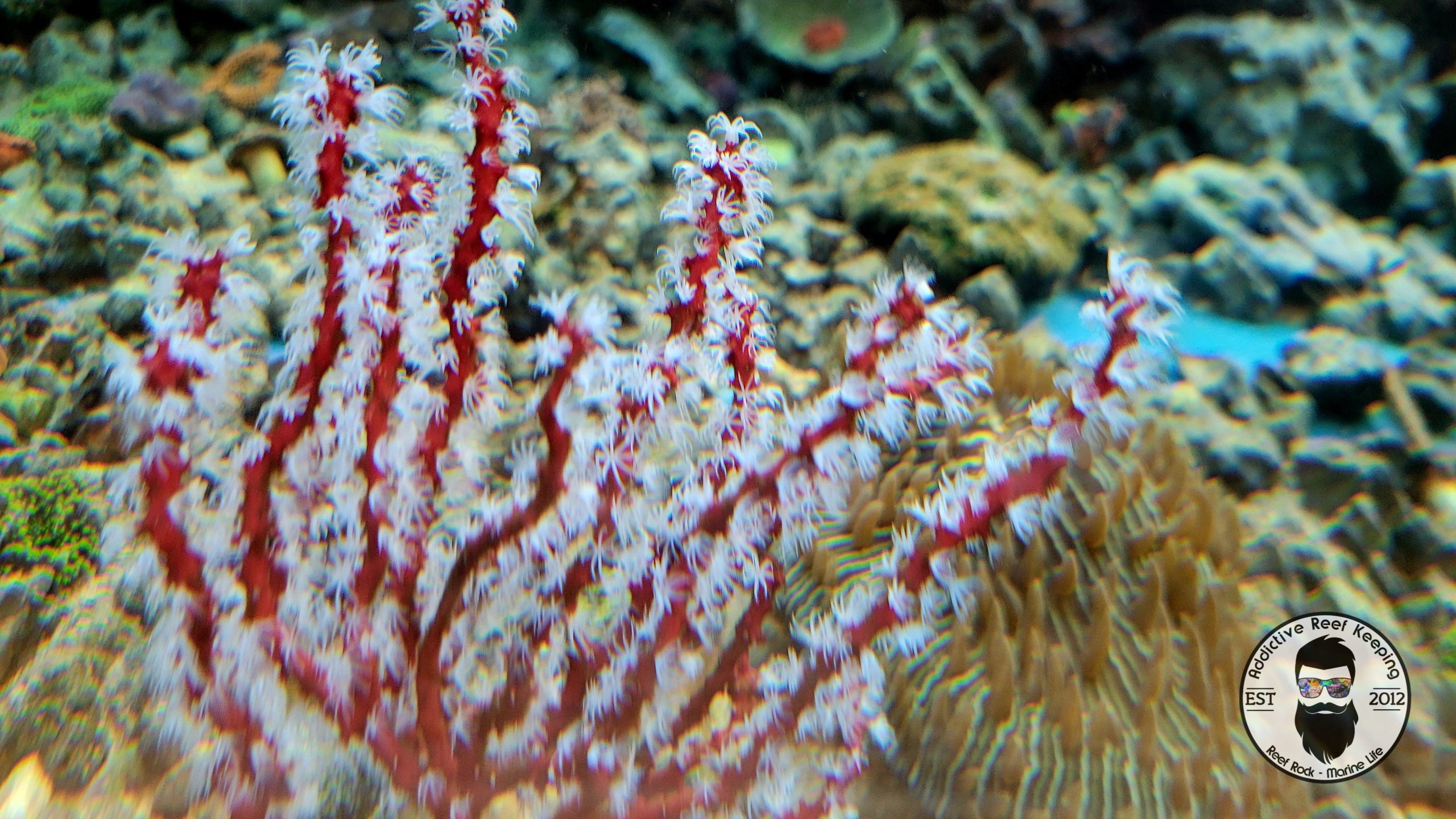 Small Red Finger Gorgonian 4”to 5″ Colorful Sea Rod NPS