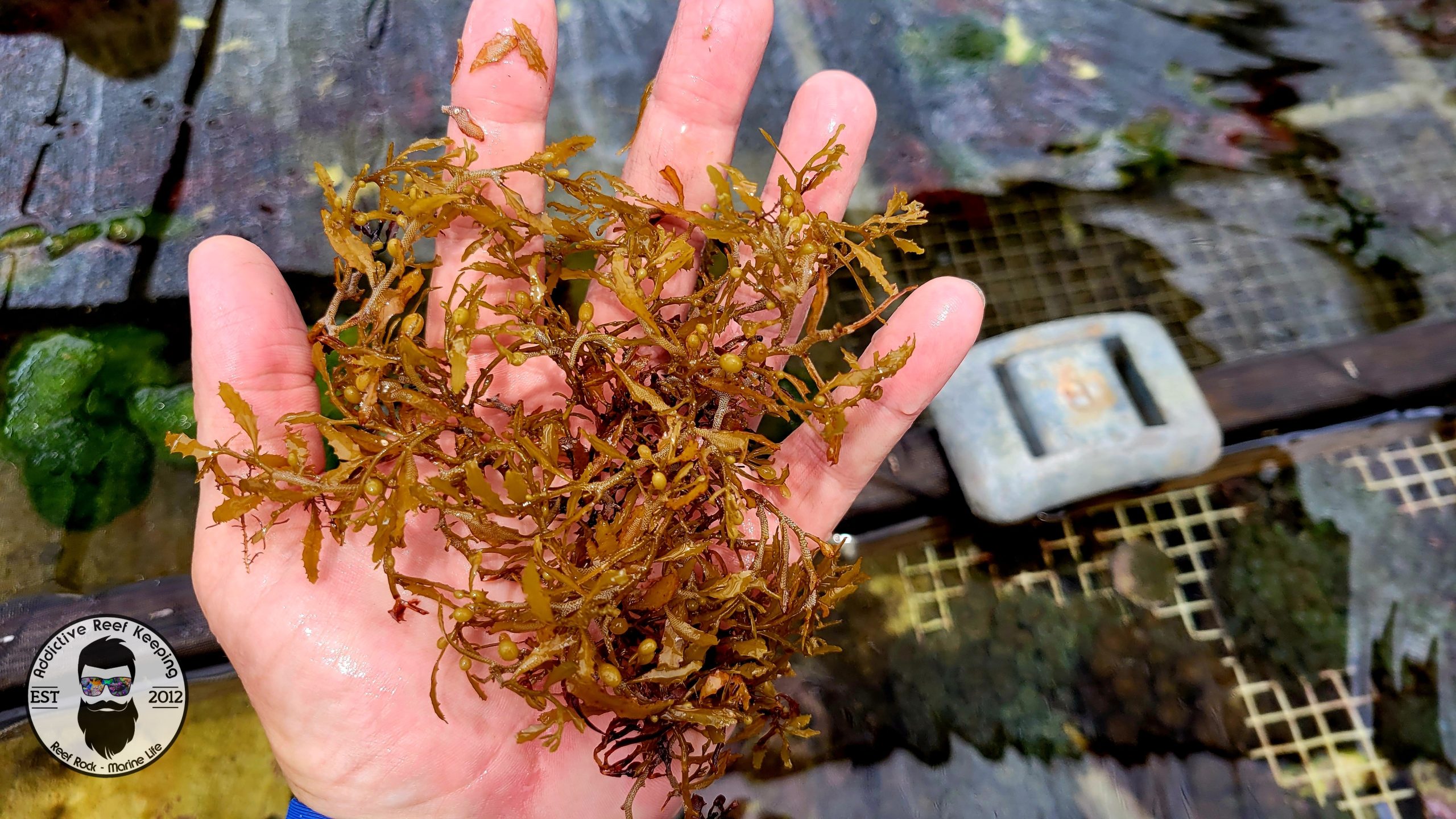 Sargassom Grass 1 cup Macro Algae