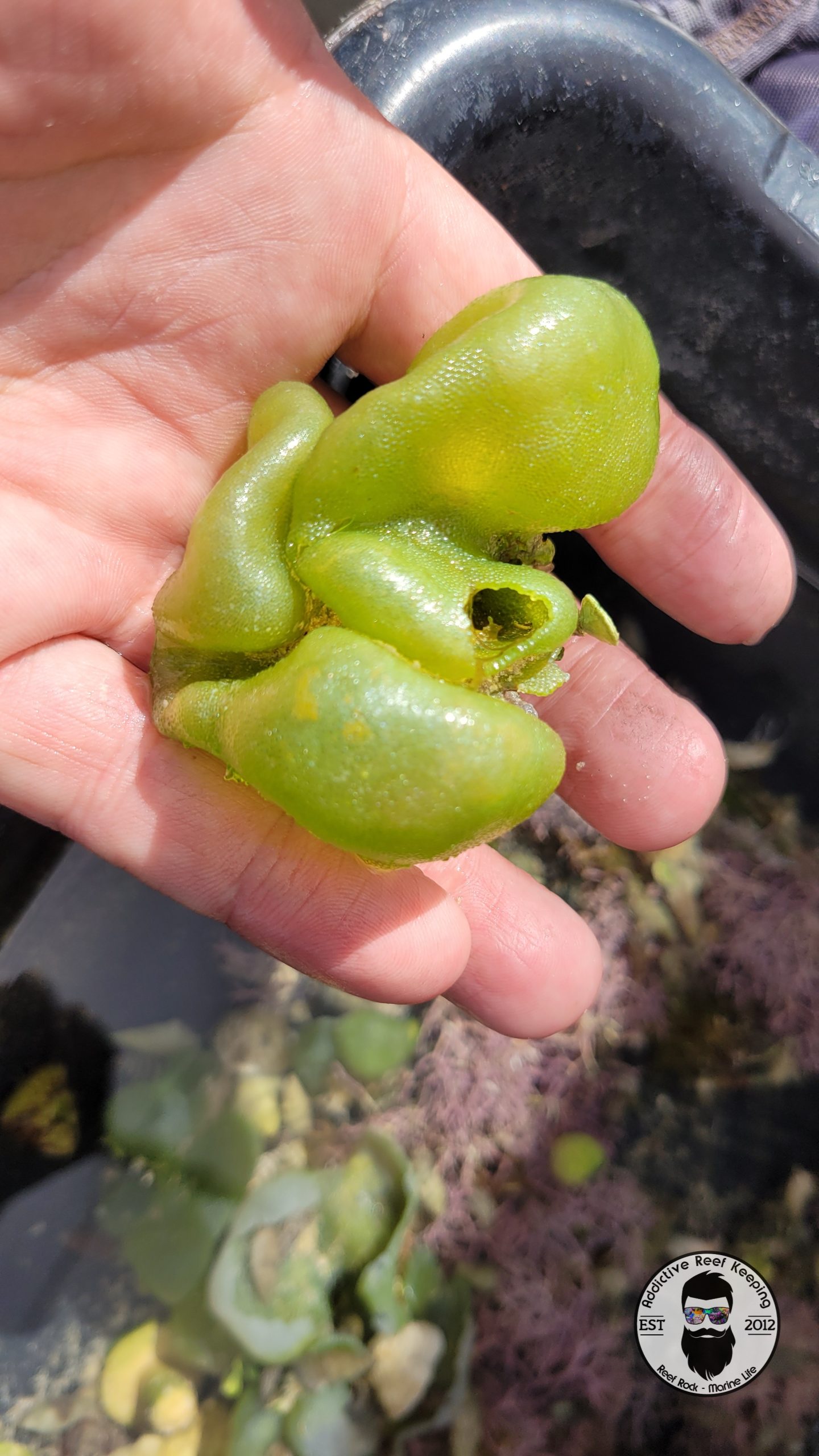 Green Bubble Weed 1/2 cup (Dictyosphaeria cavernosa)