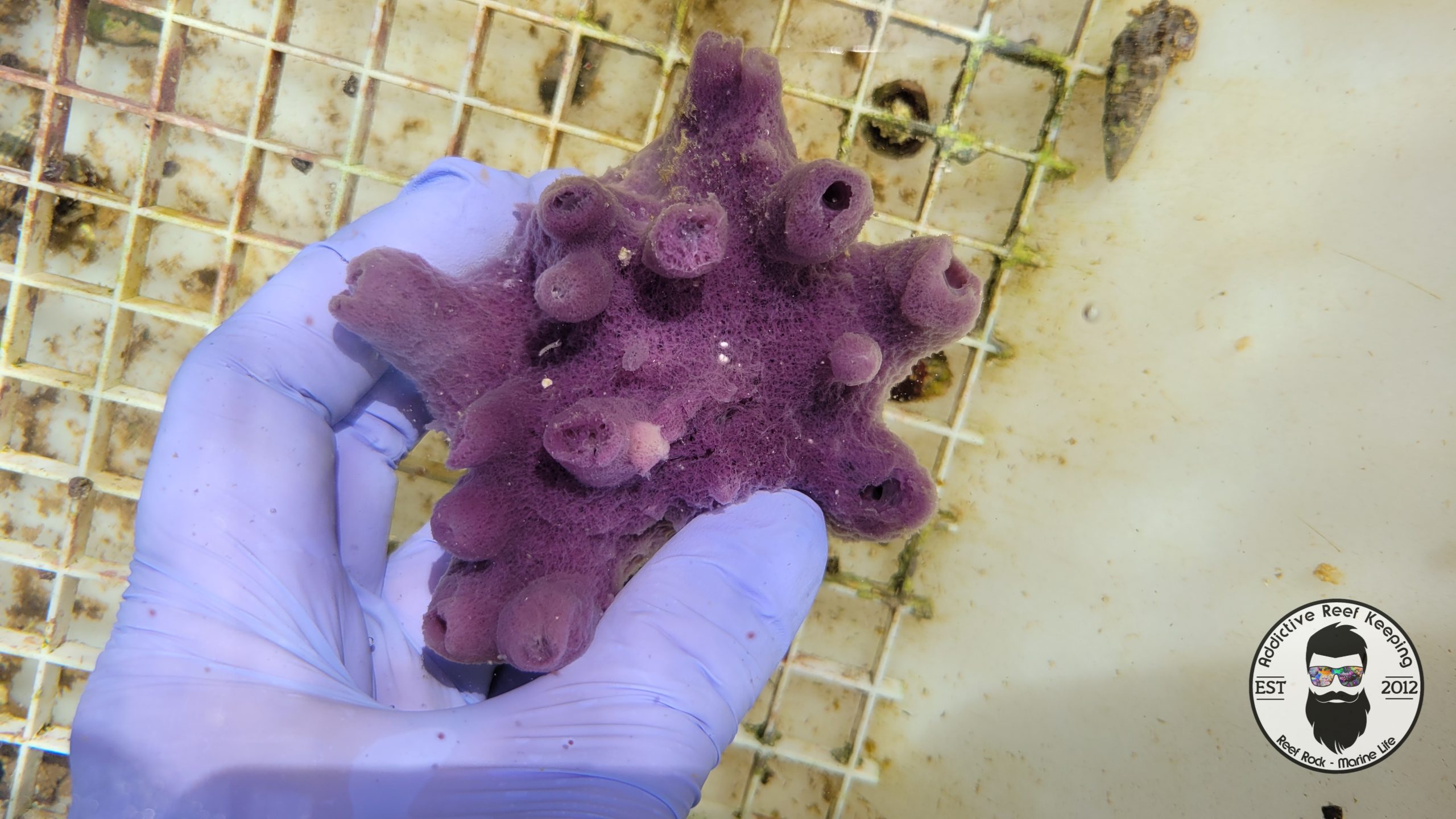 Purple Sponge