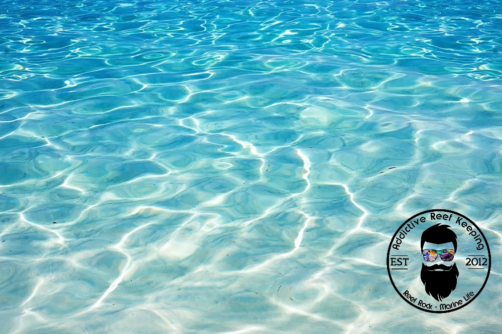 4.4gal Ocean SeaWater Natural LIVE Caribbean Marine Saltwater